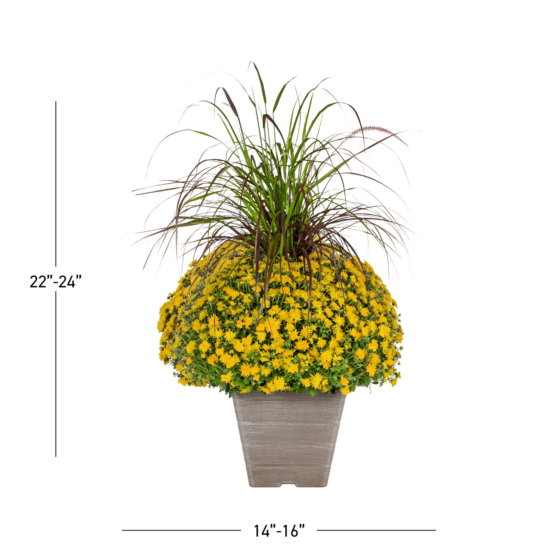 slide 4 of 5, Lowe's Yellow Mum in 3-Gallon Planter, 1 ct