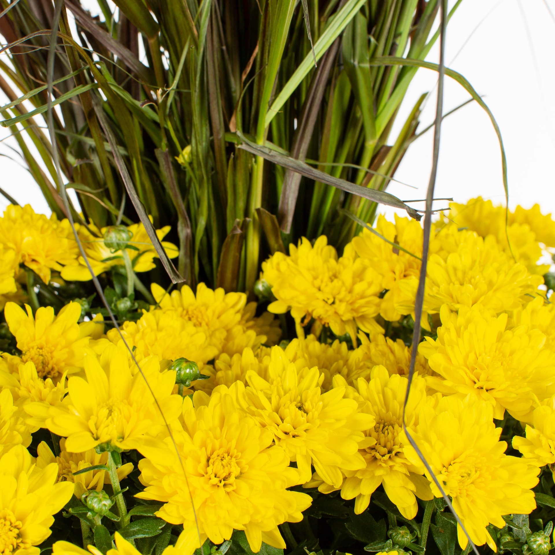 slide 5 of 5, Lowe's Yellow Mum in 3-Gallon Planter, 1 ct