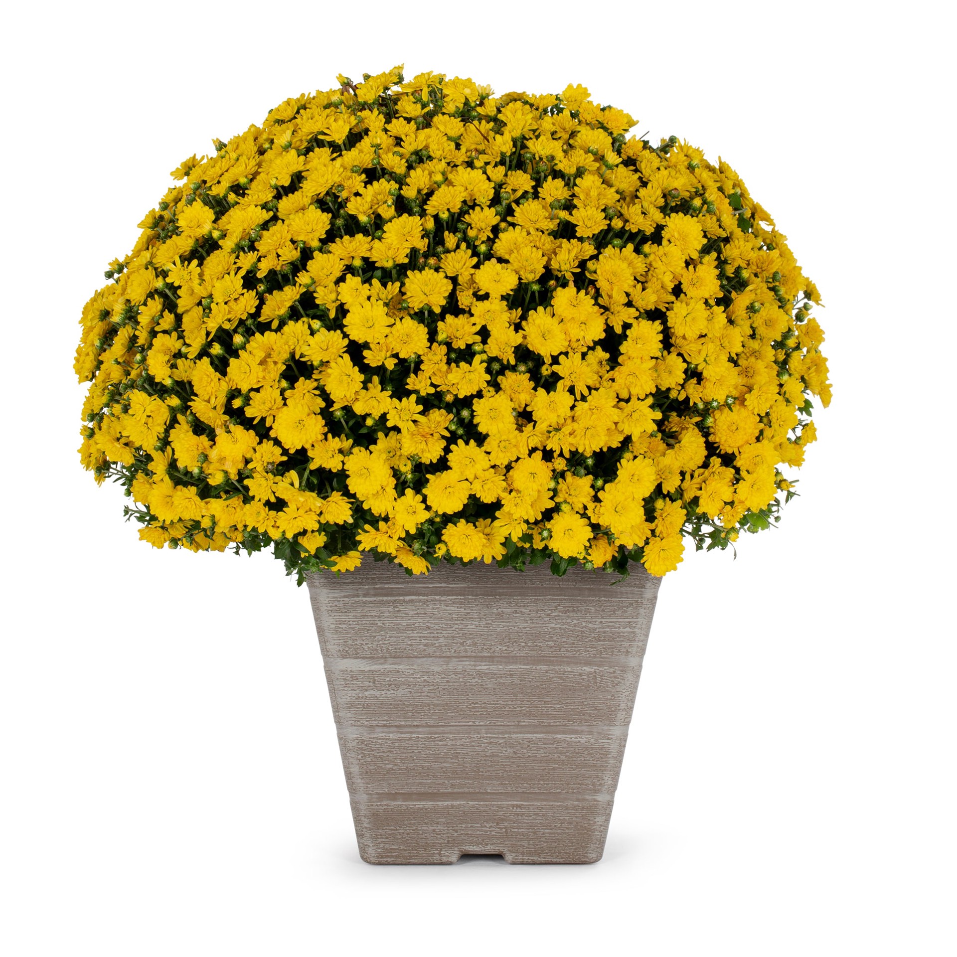 slide 1 of 5, Lowe's Yellow Mum in 3-Gallon Planter, 1 ct