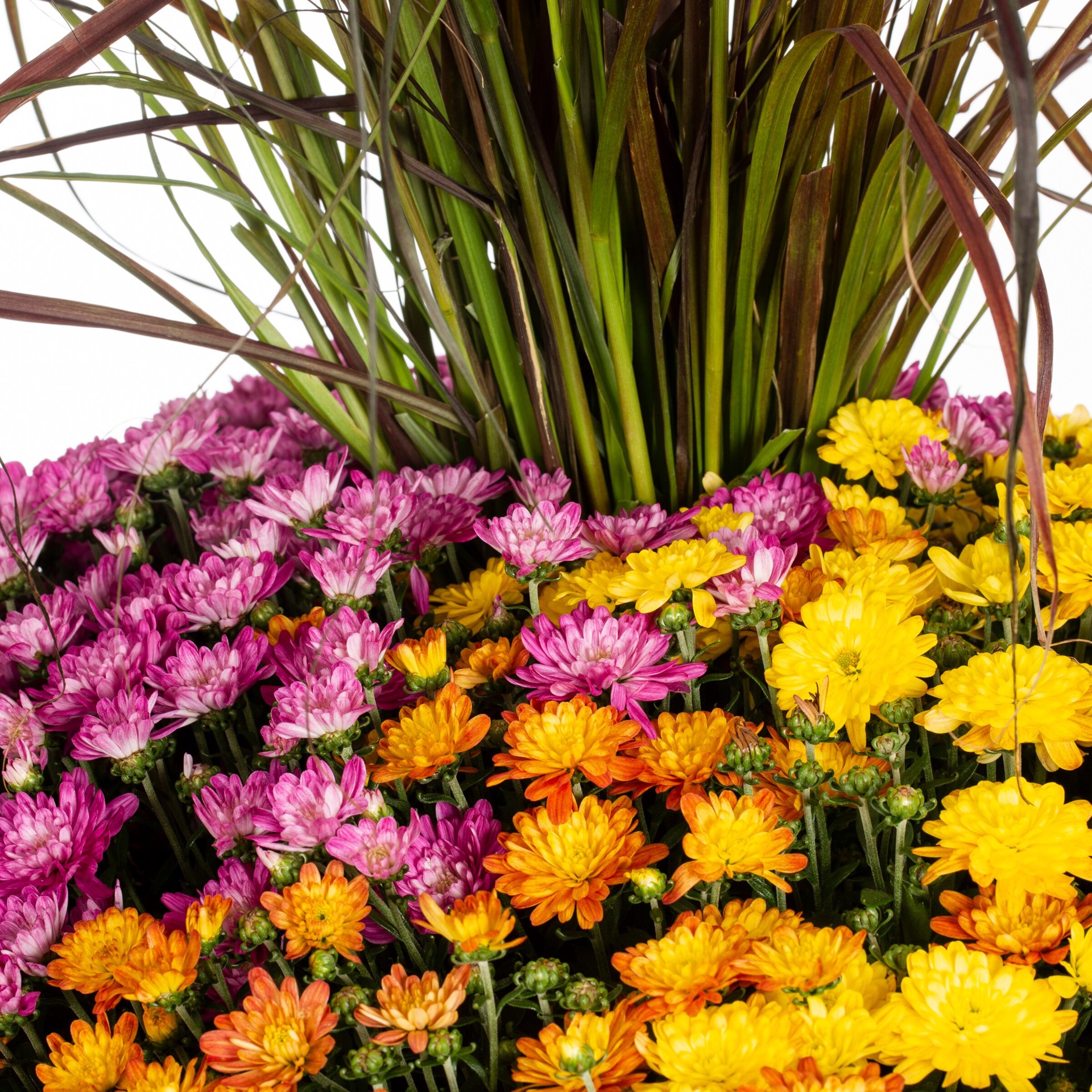 slide 2 of 4, Lowe's Multicolor Mum in 5 Gallon(s) Planter 1 -Pack, 1 ct