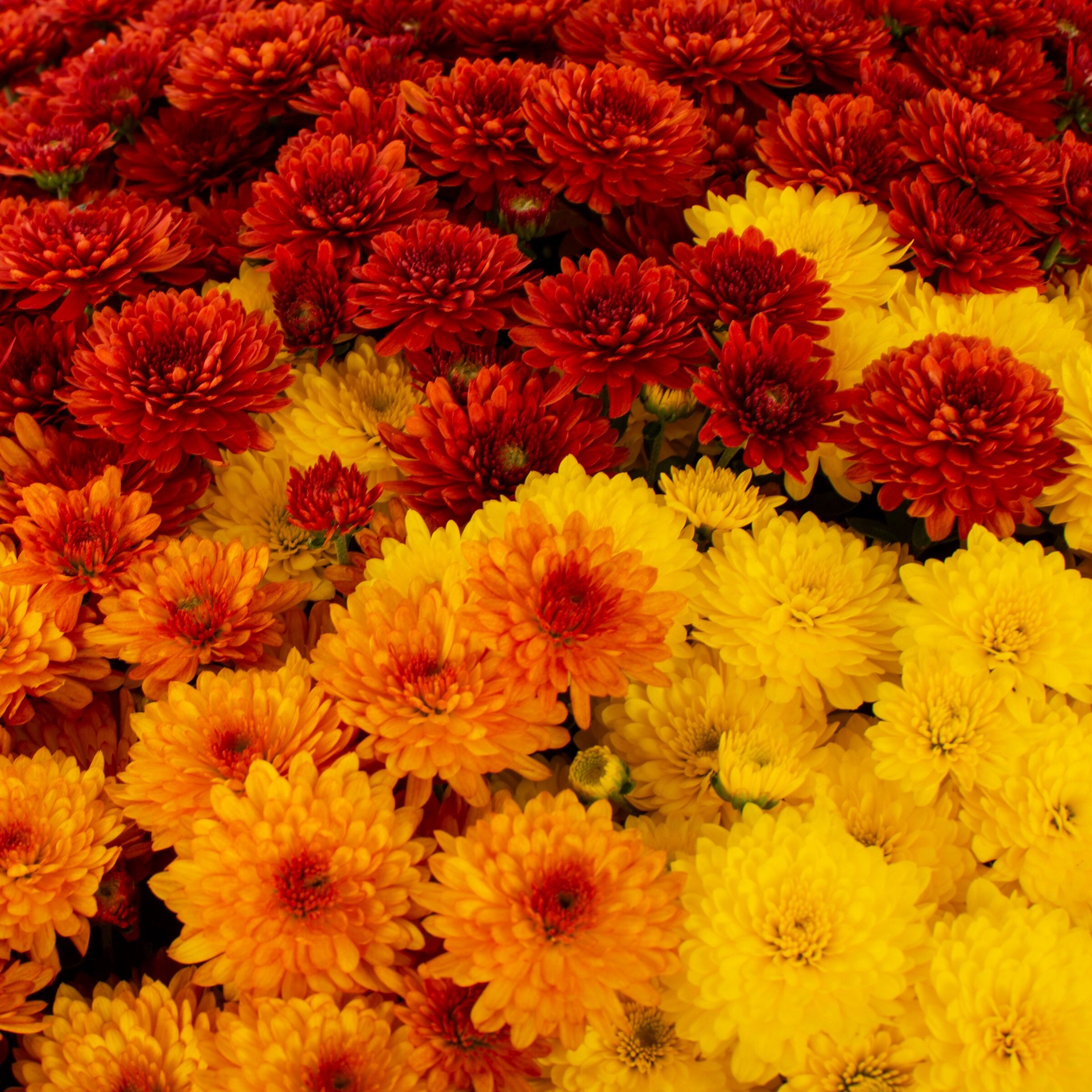 slide 2 of 4, Lowe's Multicolor Mum in 2 Gallon(s) Hanging basket 1 -Pack, 1 ct