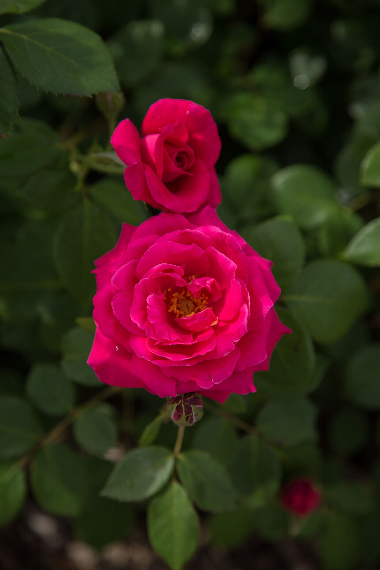 slide 2 of 6, Lowe's My Girl Rose Flowering Shrub in 2 -Gallon Pot 1.0 -Pack with Pink Blooms, 1 ct