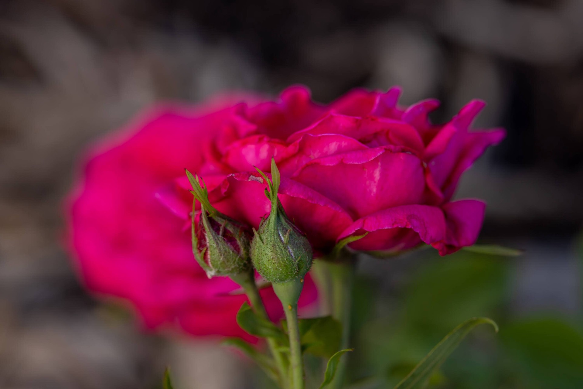 slide 3 of 6, Lowe's My Girl Rose Flowering Shrub in 2 -Gallon Pot 1.0 -Pack with Pink Blooms, 1 ct