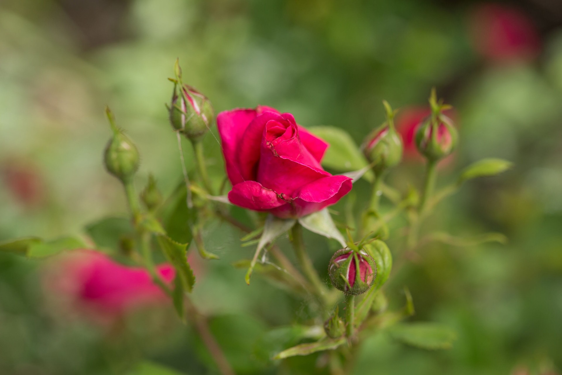 slide 4 of 6, Lowe's My Girl Rose Flowering Shrub in 2 -Gallon Pot 1.0 -Pack with Pink Blooms, 1 ct