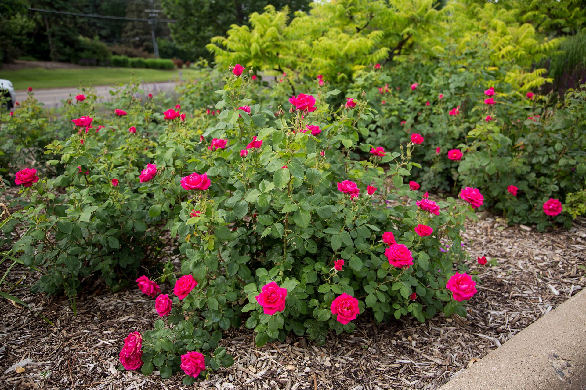 slide 5 of 6, Lowe's My Girl Rose Flowering Shrub in 2 -Gallon Pot 1.0 -Pack with Pink Blooms, 1 ct