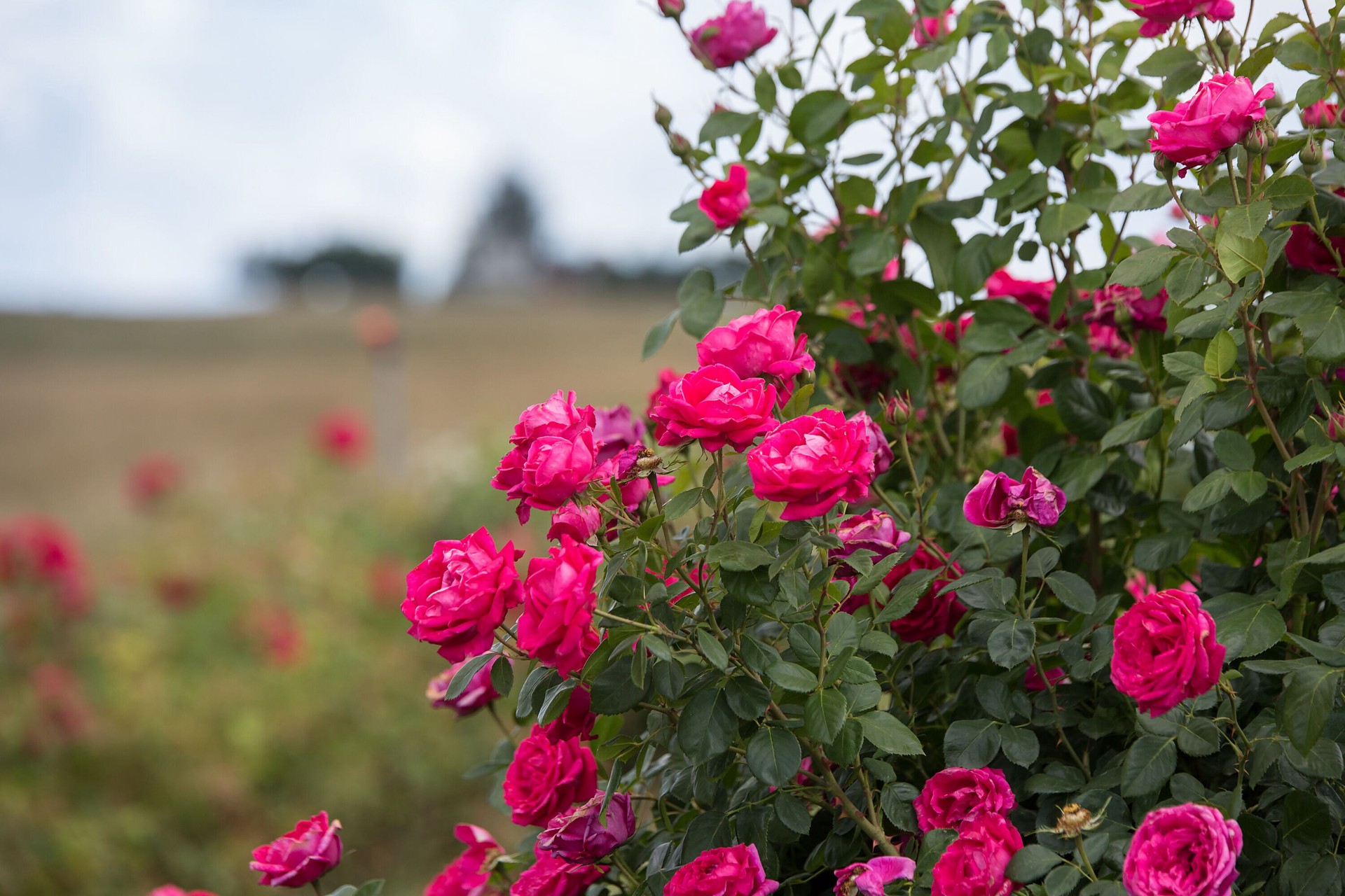 slide 6 of 6, Lowe's My Girl Rose Flowering Shrub in 2 -Gallon Pot 1.0 -Pack with Pink Blooms, 1 ct