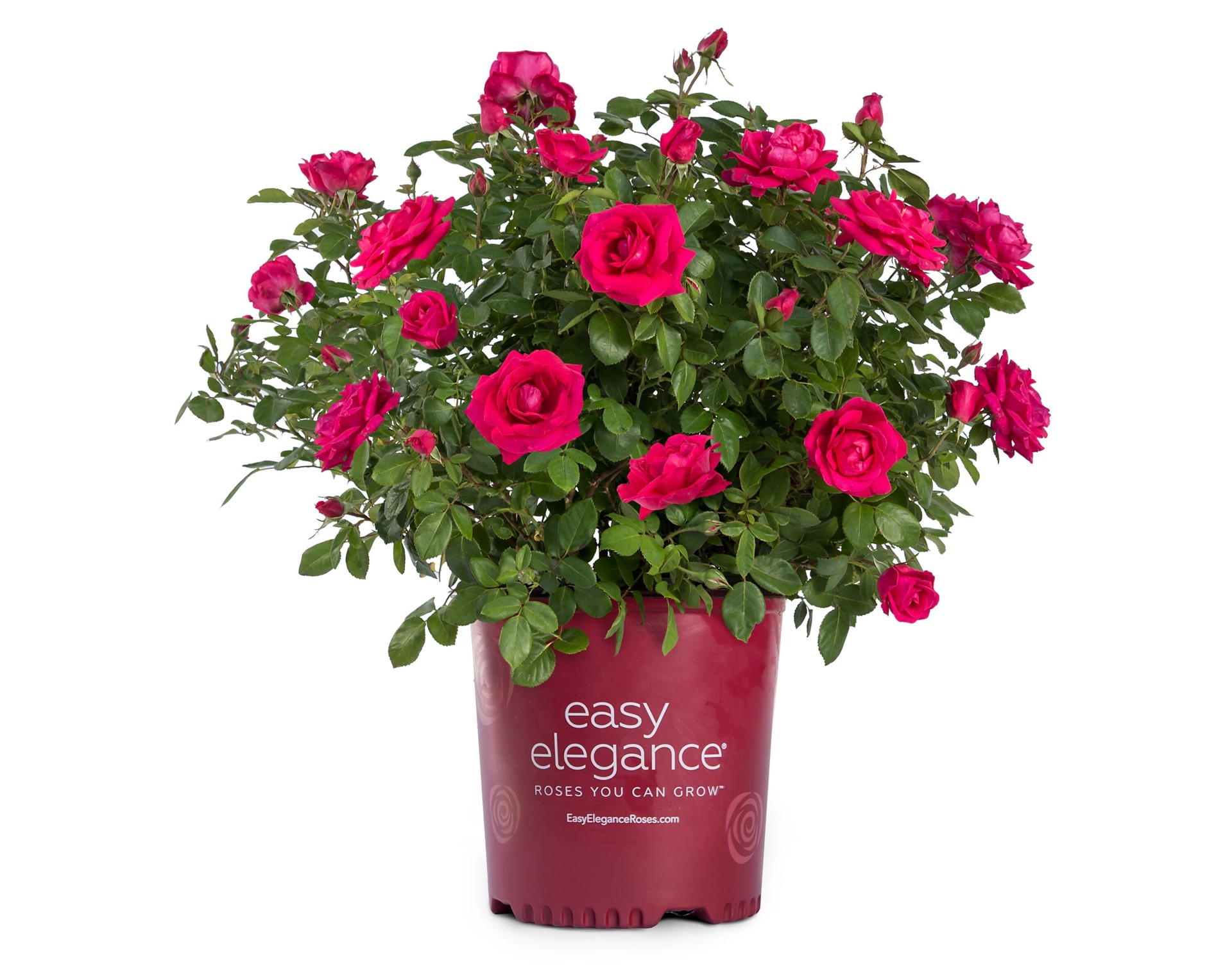 slide 1 of 6, Lowe's My Girl Rose Flowering Shrub in 2 -Gallon Pot 1.0 -Pack with Pink Blooms, 1 ct