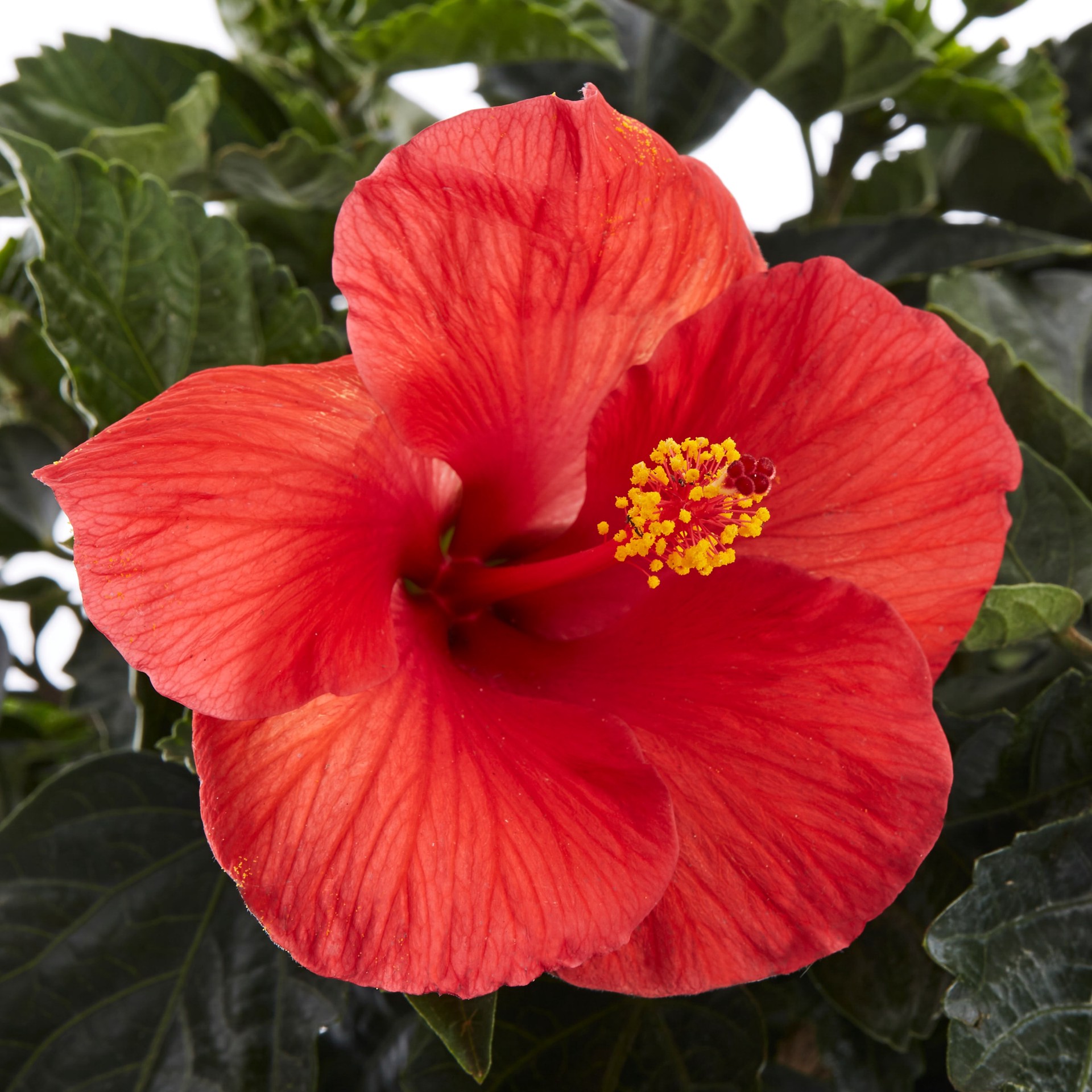 slide 3 of 4, Lowe's Hibiscus Shrub in 2.5 -Quart, 1 ct