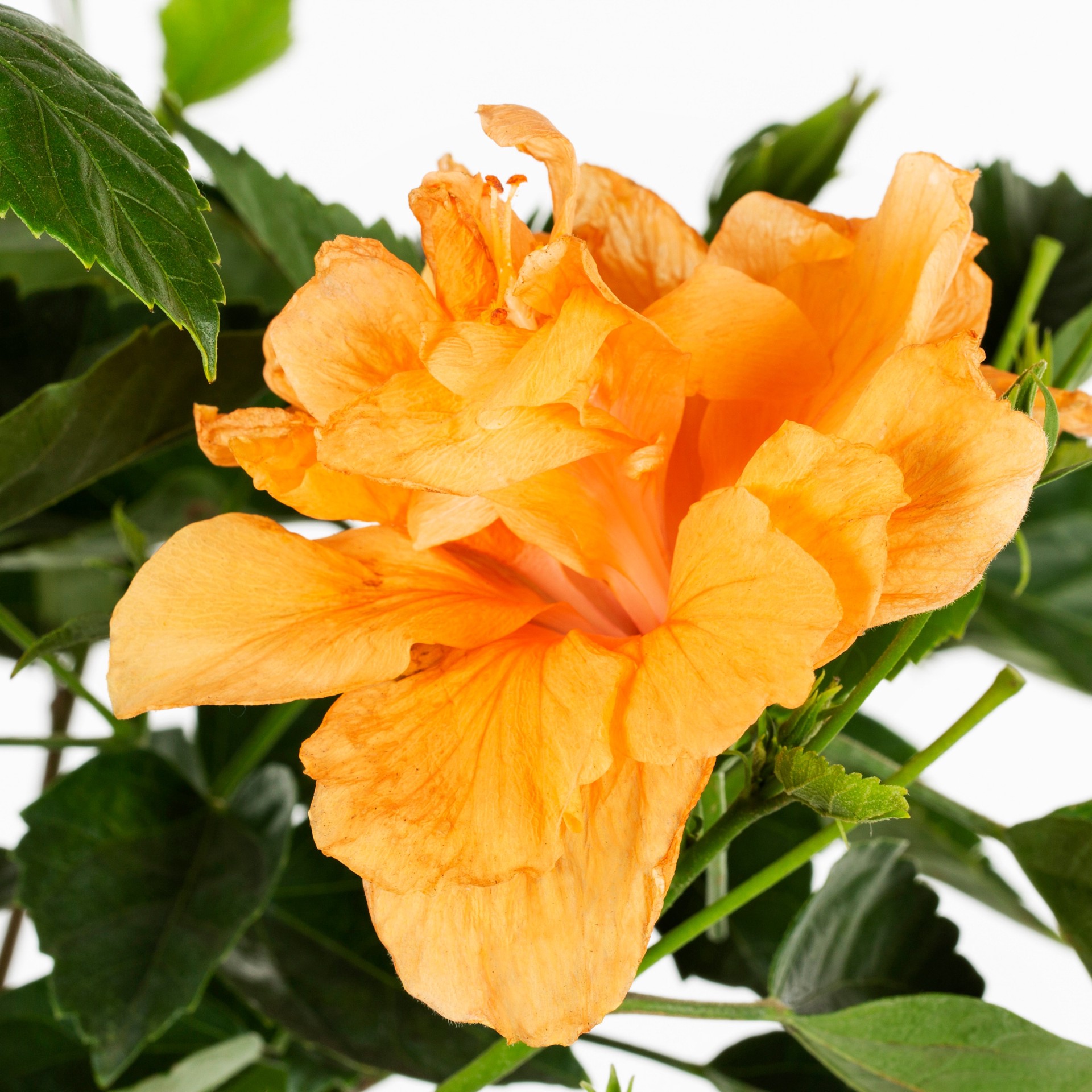 slide 4 of 4, Lowe's Hibiscus Shrub in 2.5 -Quart, 1 ct