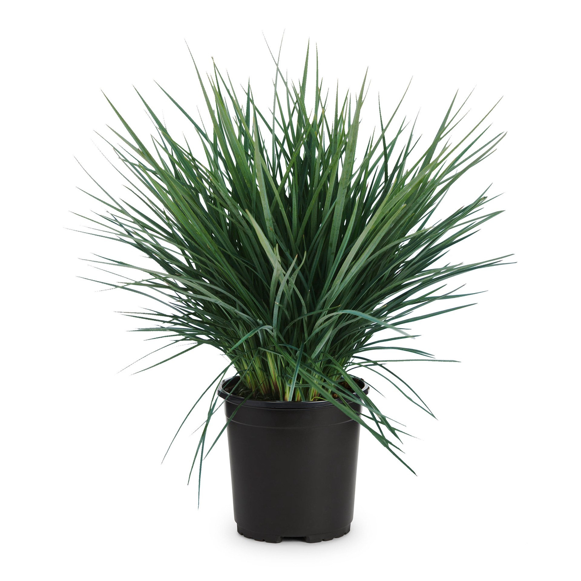 slide 2 of 5, Lowe's Dianella Accent Shrub in 2.5 -Quart Pot 1 -Pack with Blue Blooms, 1 ct