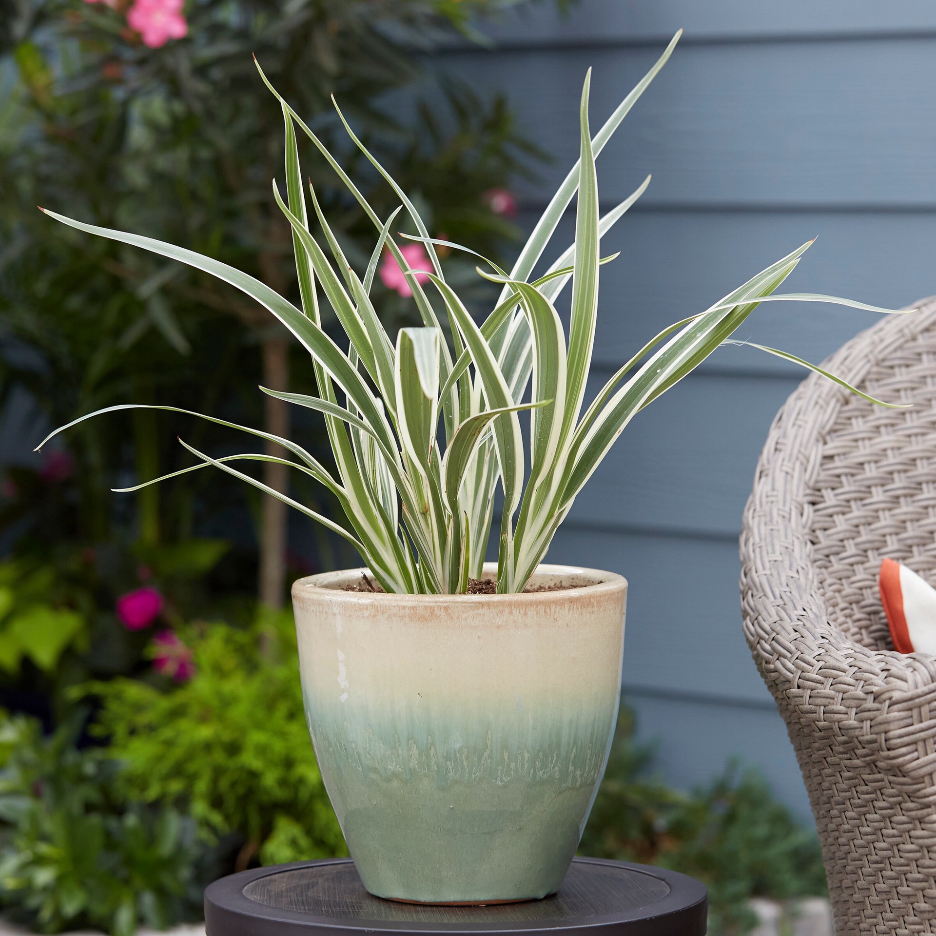 slide 3 of 5, Lowe's Dianella Accent Shrub in 2.5 -Quart Pot 1 -Pack with Blue Blooms, 1 ct
