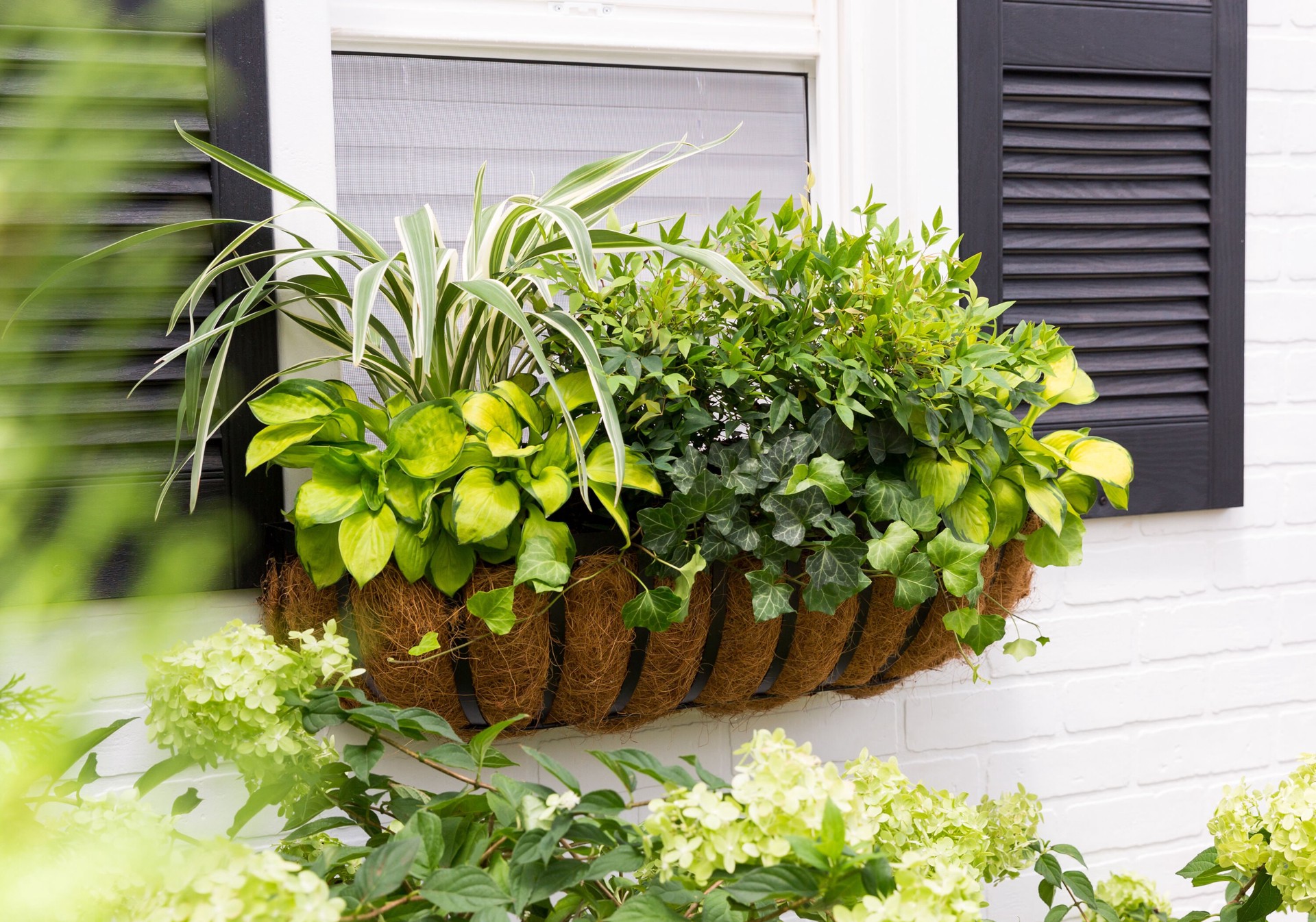 slide 4 of 5, Lowe's Dianella Accent Shrub in 2.5 -Quart Pot 1 -Pack with Blue Blooms, 1 ct