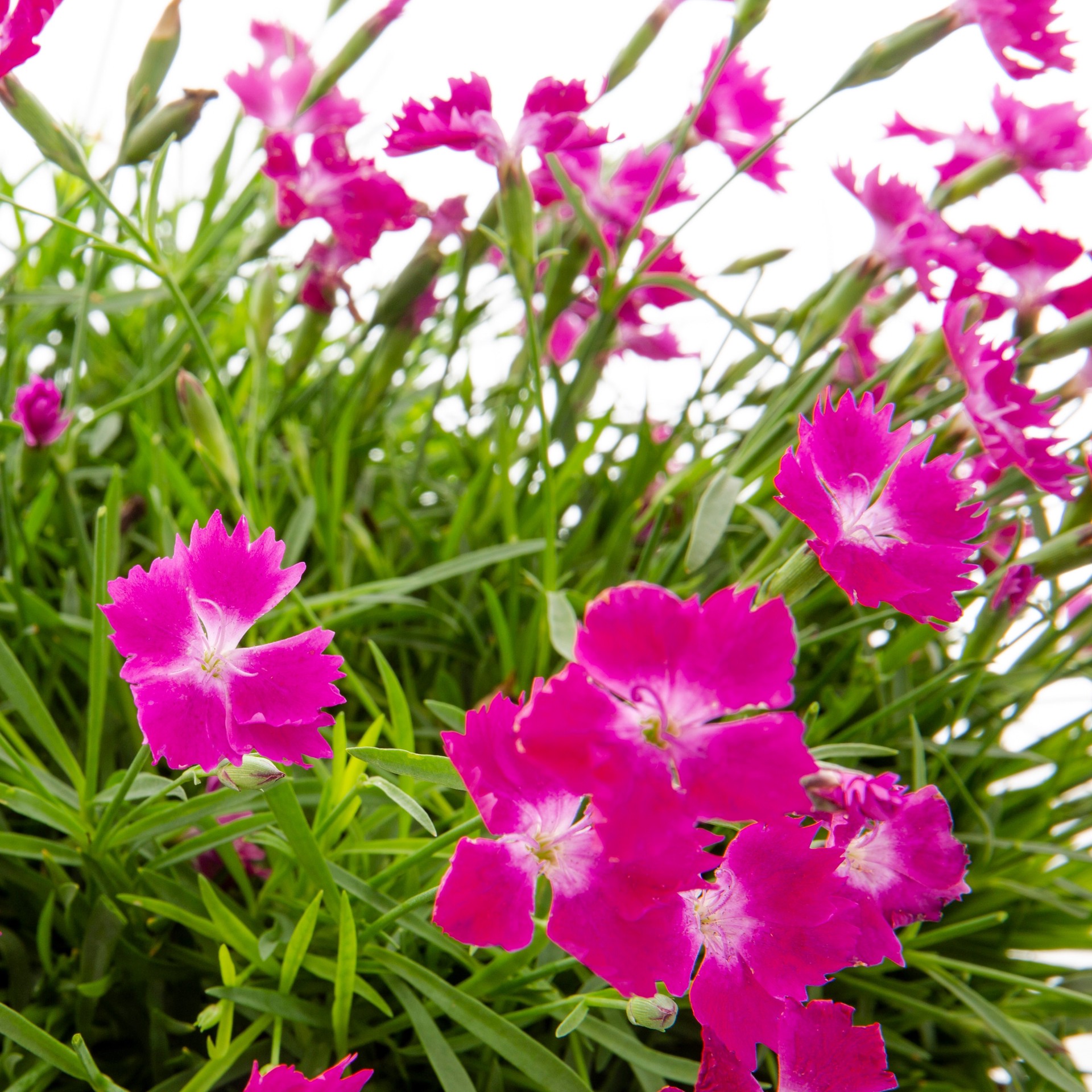 slide 2 of 2, Lowe's Multicolor Dianthus Plant in 1.15-Gallon (s) Planter, 1 ct
