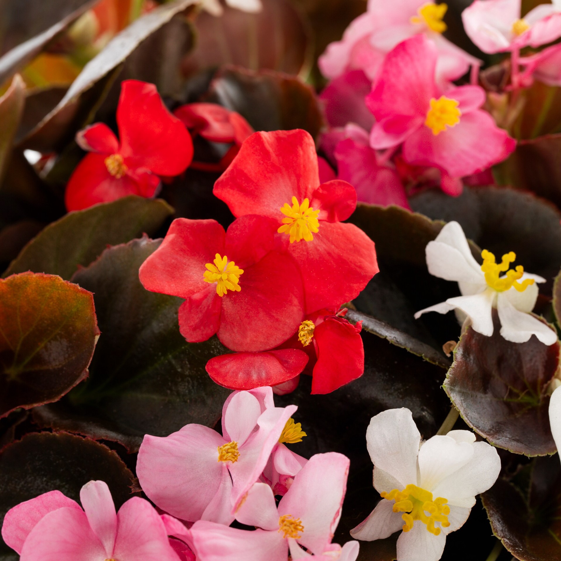 slide 2 of 5, Ready Refill Multicolor Begonia in 3 Quart(s) Pot 1 -Pack, 1 ct