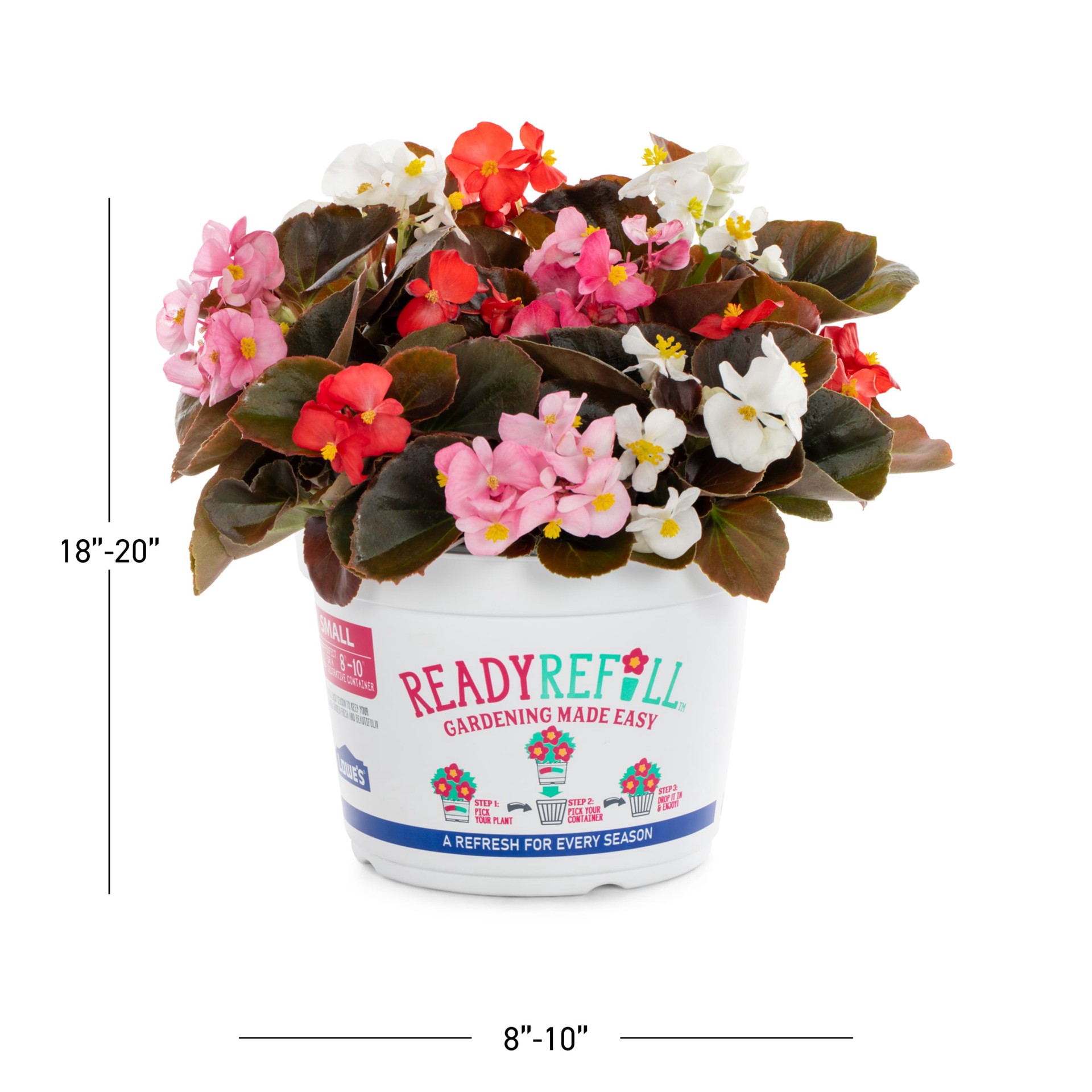 slide 3 of 5, Ready Refill Multicolor Begonia in 3 Quart(s) Pot 1 -Pack, 1 ct