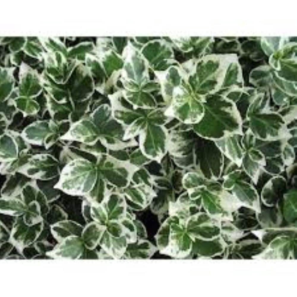 slide 1 of 1, Lowe's White Emerald Gaiety Euonymus Accent Shrub in 2.25-Gallon Pot, 1 ct