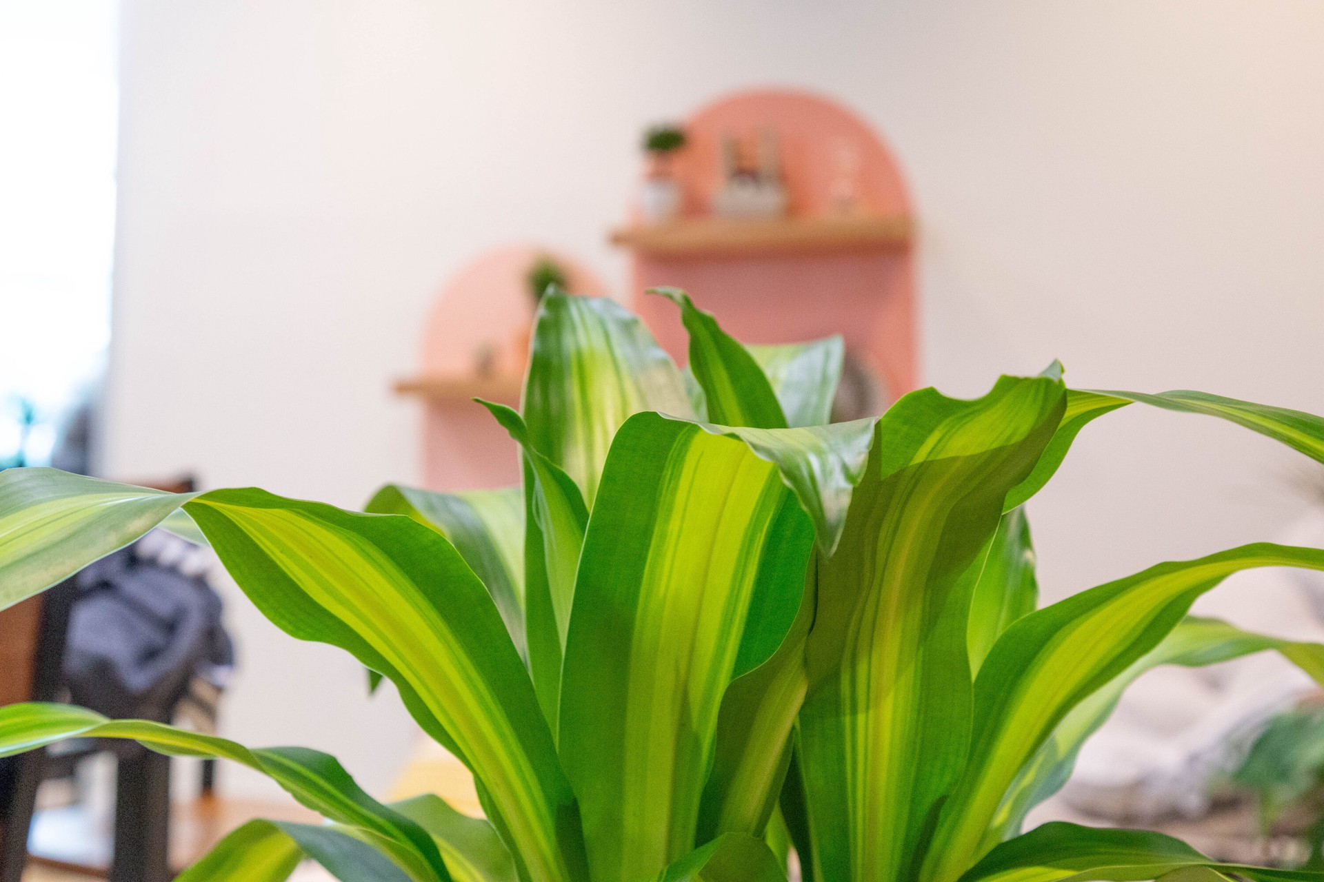 slide 2 of 6, Lowe's Assorted Foliage House plant in 3.75 Gallon(s) Pot 1 -Pack, 1 ct