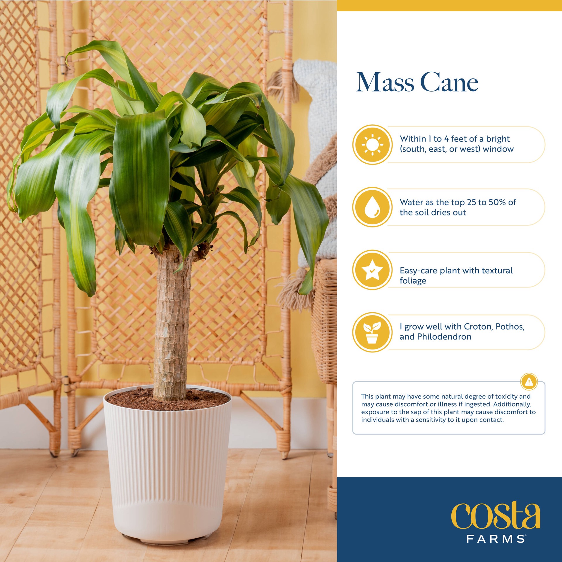 slide 4 of 6, Lowe's Assorted Foliage House plant in 3.75 Gallon(s) Pot 1 -Pack, 1 ct