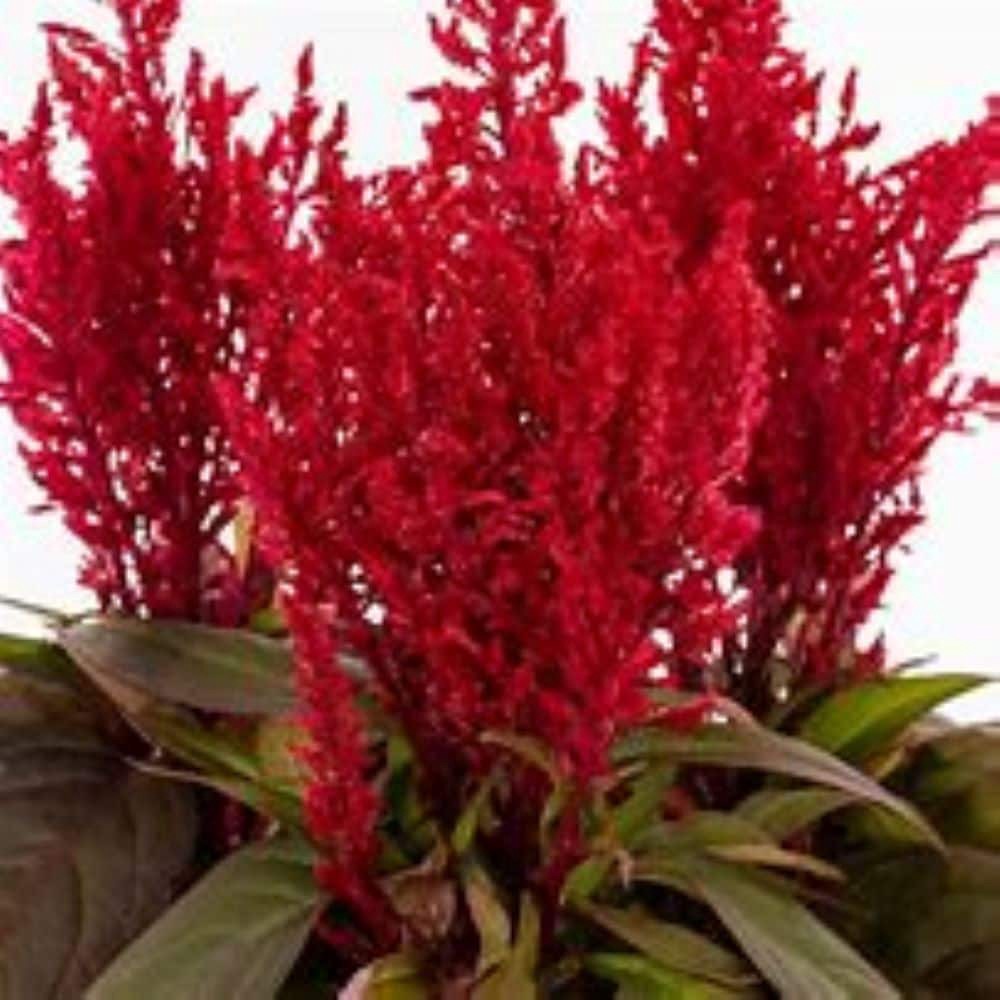 slide 2 of 4, Lowe's Multicolor CELOSIA in 1.15 Gallon(s) Planter 4 -Pack, 1 ct