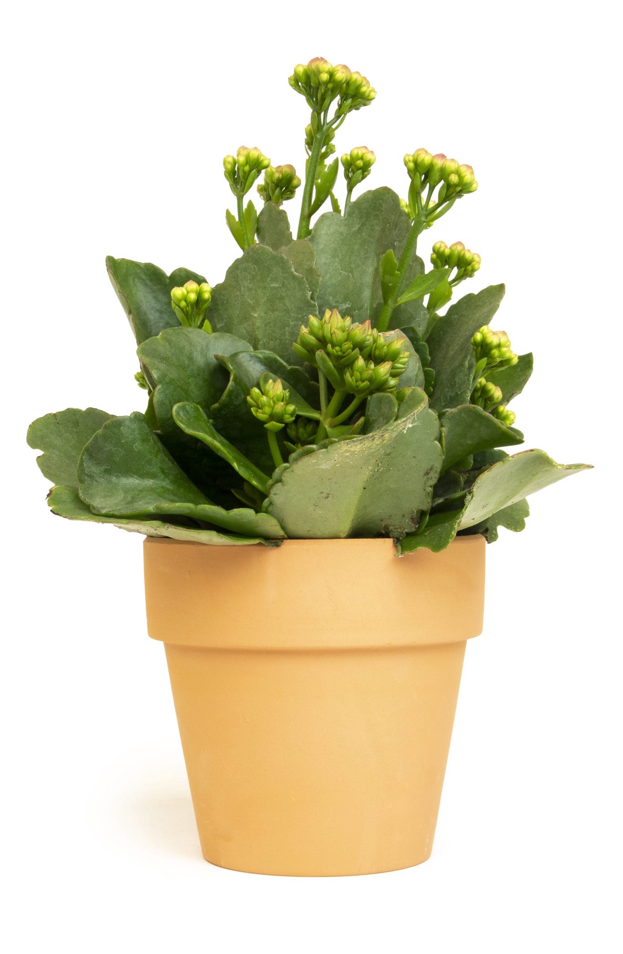 slide 1 of 1, Lowe's Multicolor Kalanchoe in 4 Ounce(s) Pot, 1 ct