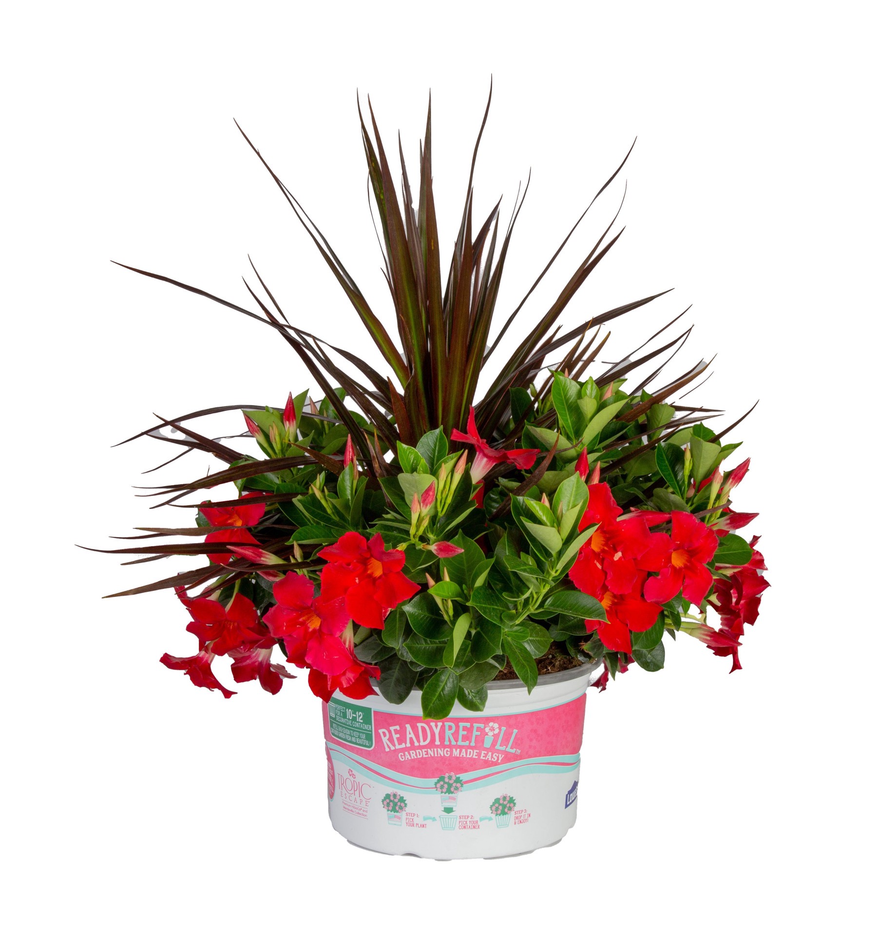 slide 1 of 4, Lowe's Mandevilla Flowering Shrub in 1.72 -Gallon Planter 1.0 -Pack with Multicolor Blooms, 1 ct