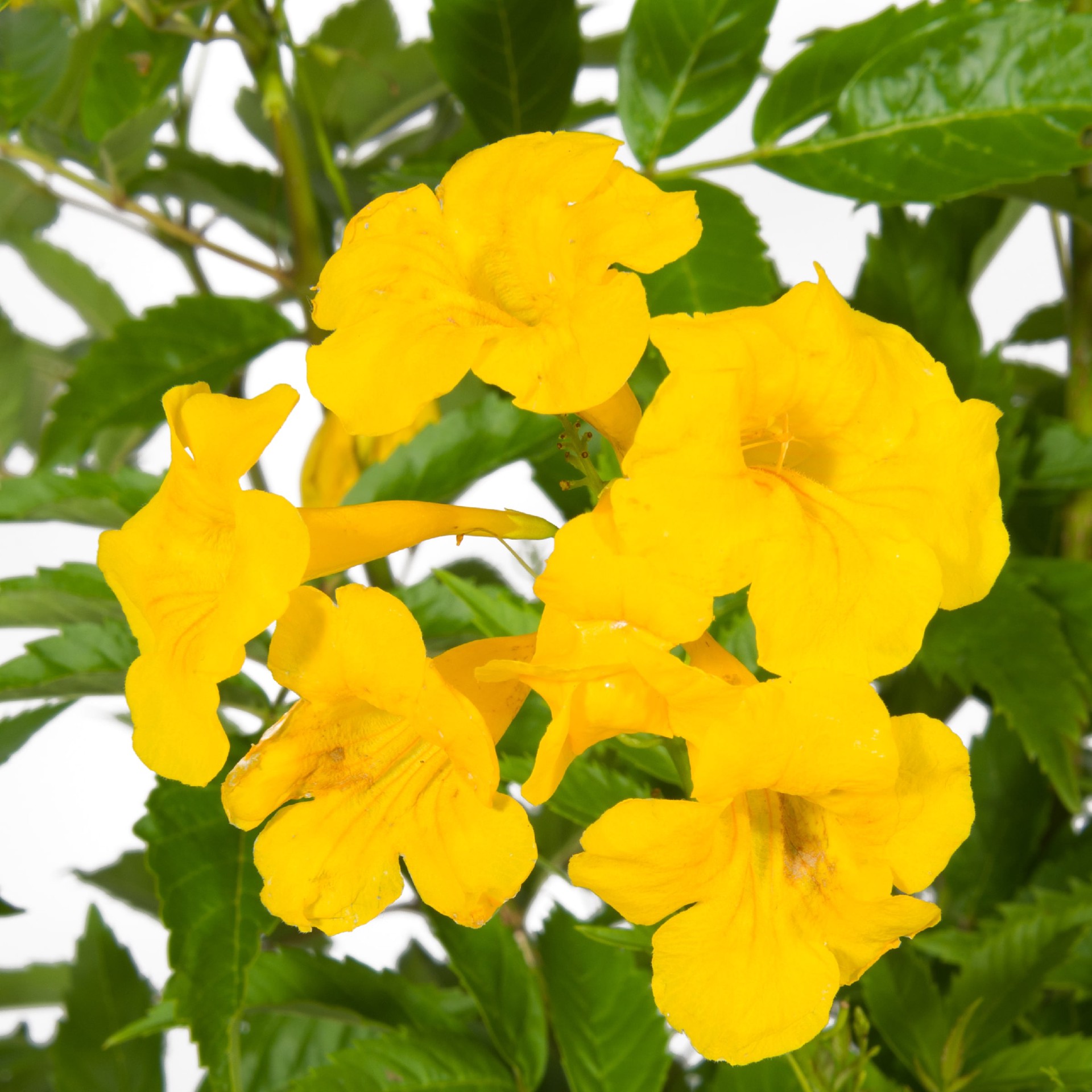 slide 2 of 4, Lowe's Esperanza 'Yellow Bells' Flowering Shrub in 1.72 -Gallon Pot 1 -Pack with Yellow Blooms, 1 ct