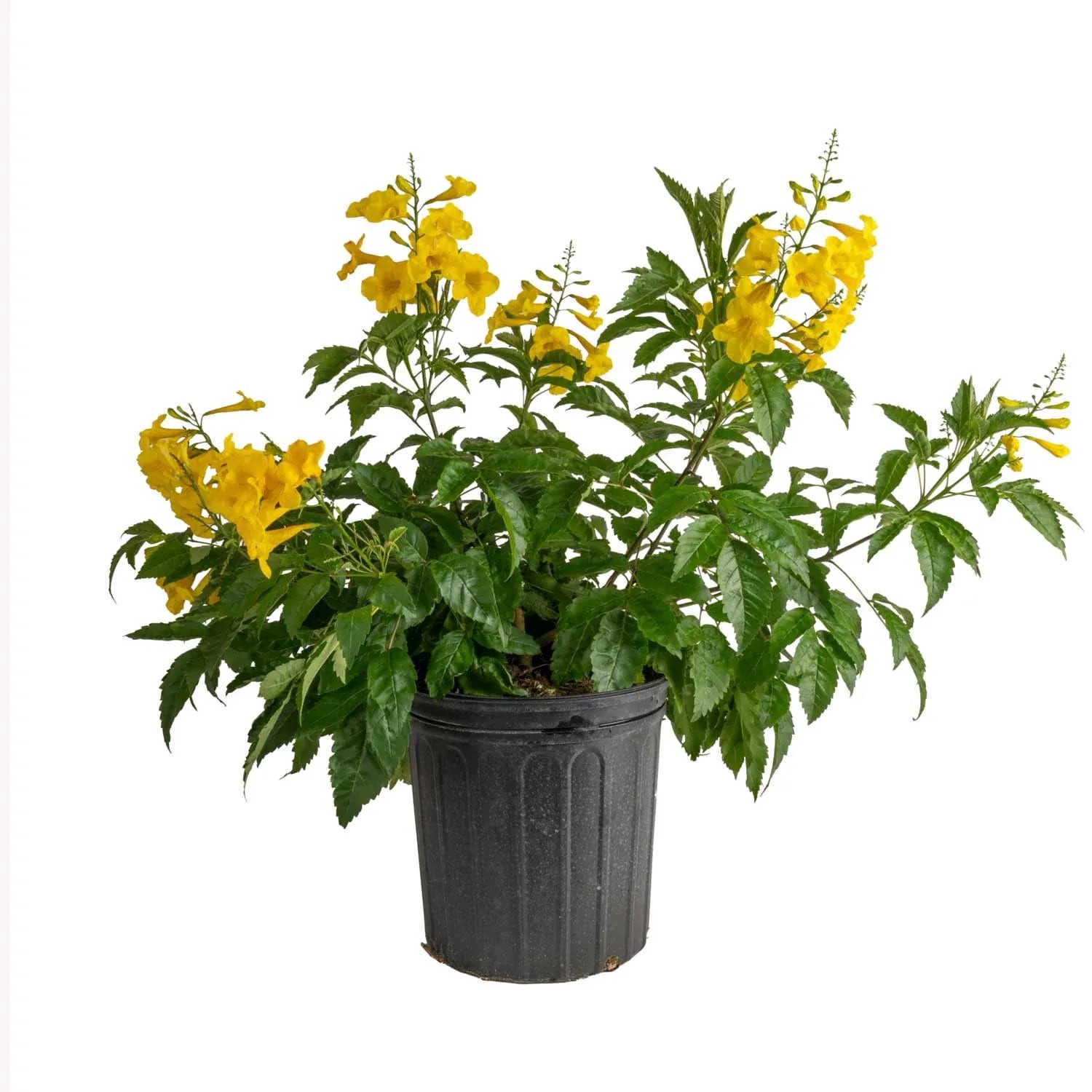 slide 1 of 4, Lowe's Esperanza 'Yellow Bells' Flowering Shrub in 1.72 -Gallon Pot 1 -Pack with Yellow Blooms, 1 ct