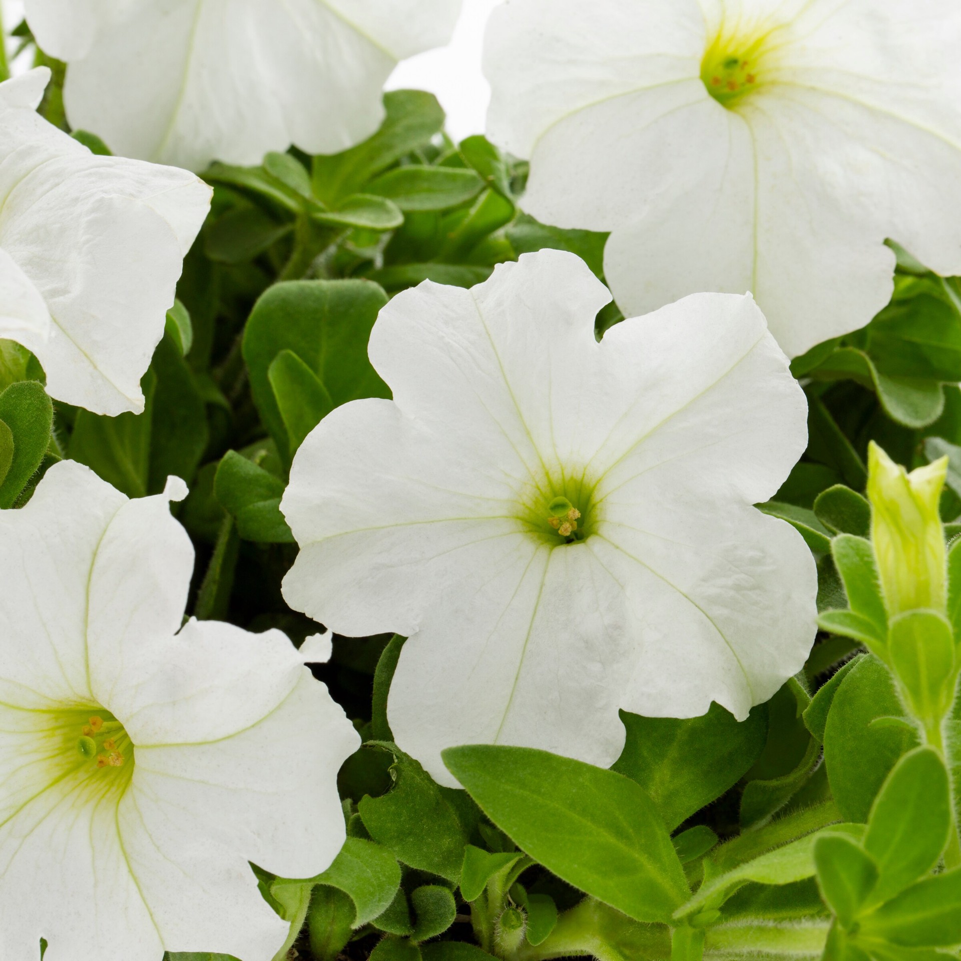 slide 2 of 2, Lowe's Multicolor Petunia Planter, 1 ct