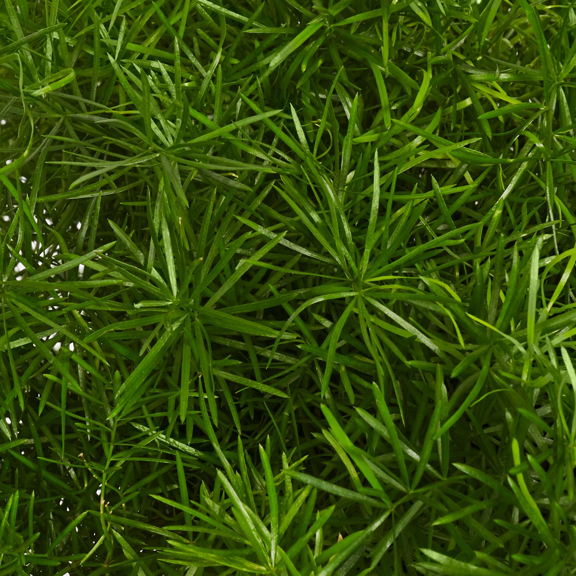 slide 2 of 2, Lowe's Asparagus Fern in 1.5-Gallons, 1 ct