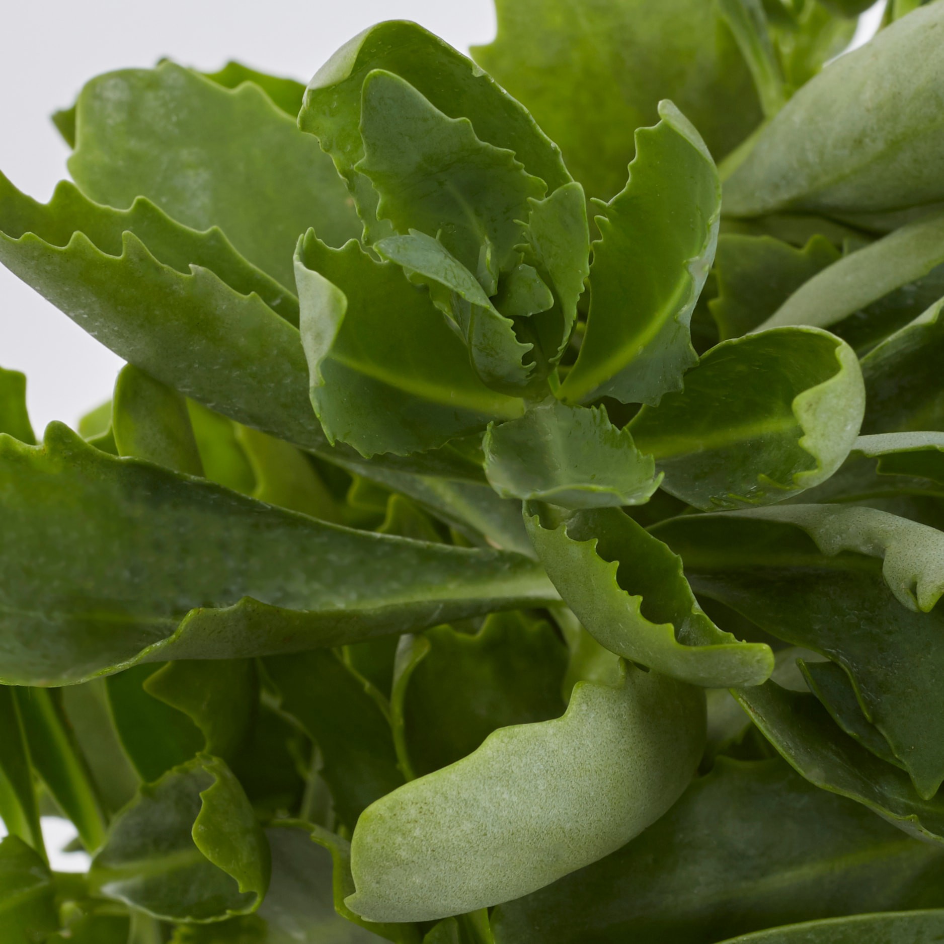 slide 2 of 5, Lowe's Pink Autumn Fire Sedum Plant in 2 -Quart Pot 1 -Pack, 1 ct