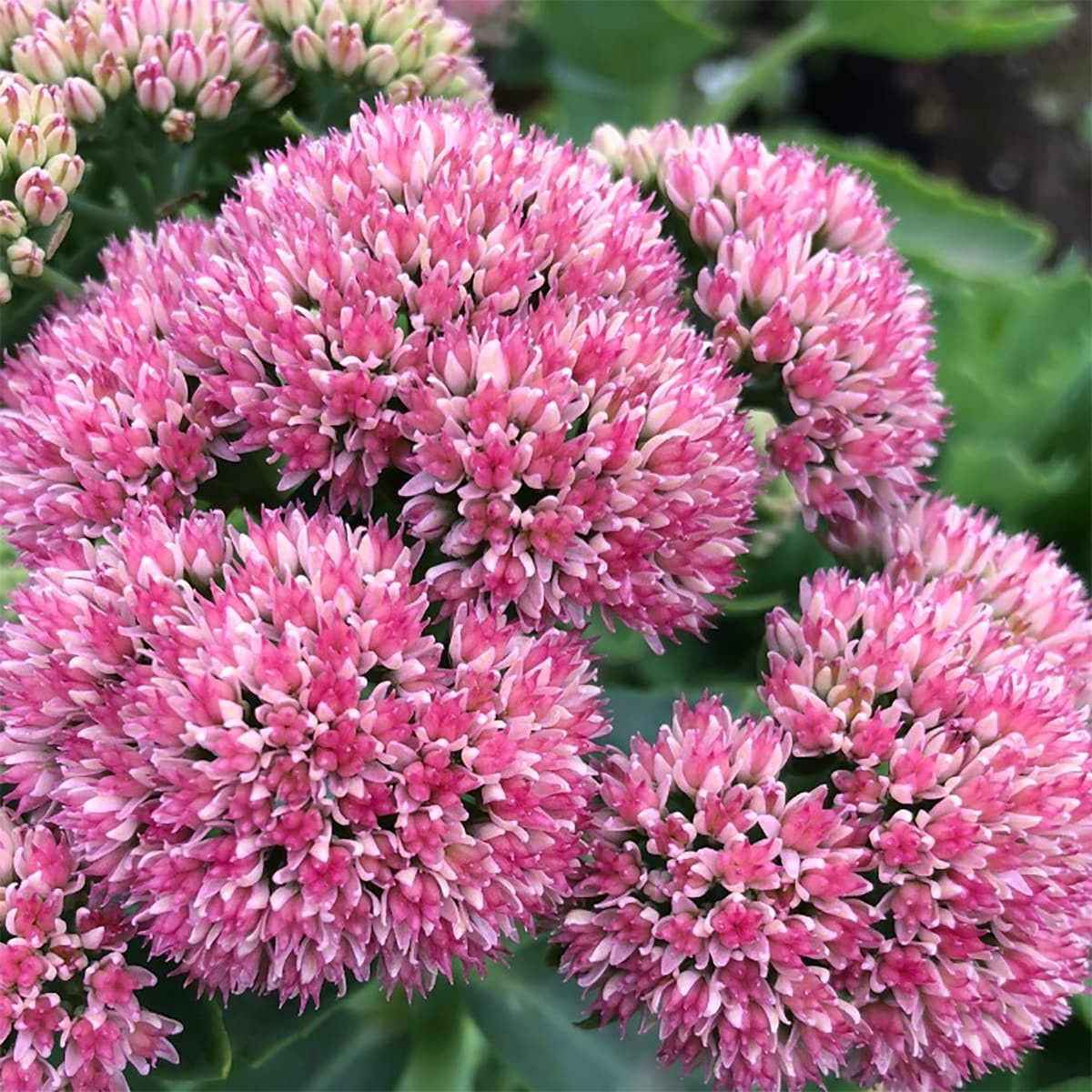 slide 3 of 5, Lowe's Pink Autumn Fire Sedum Plant in 2 -Quart Pot 1 -Pack, 1 ct