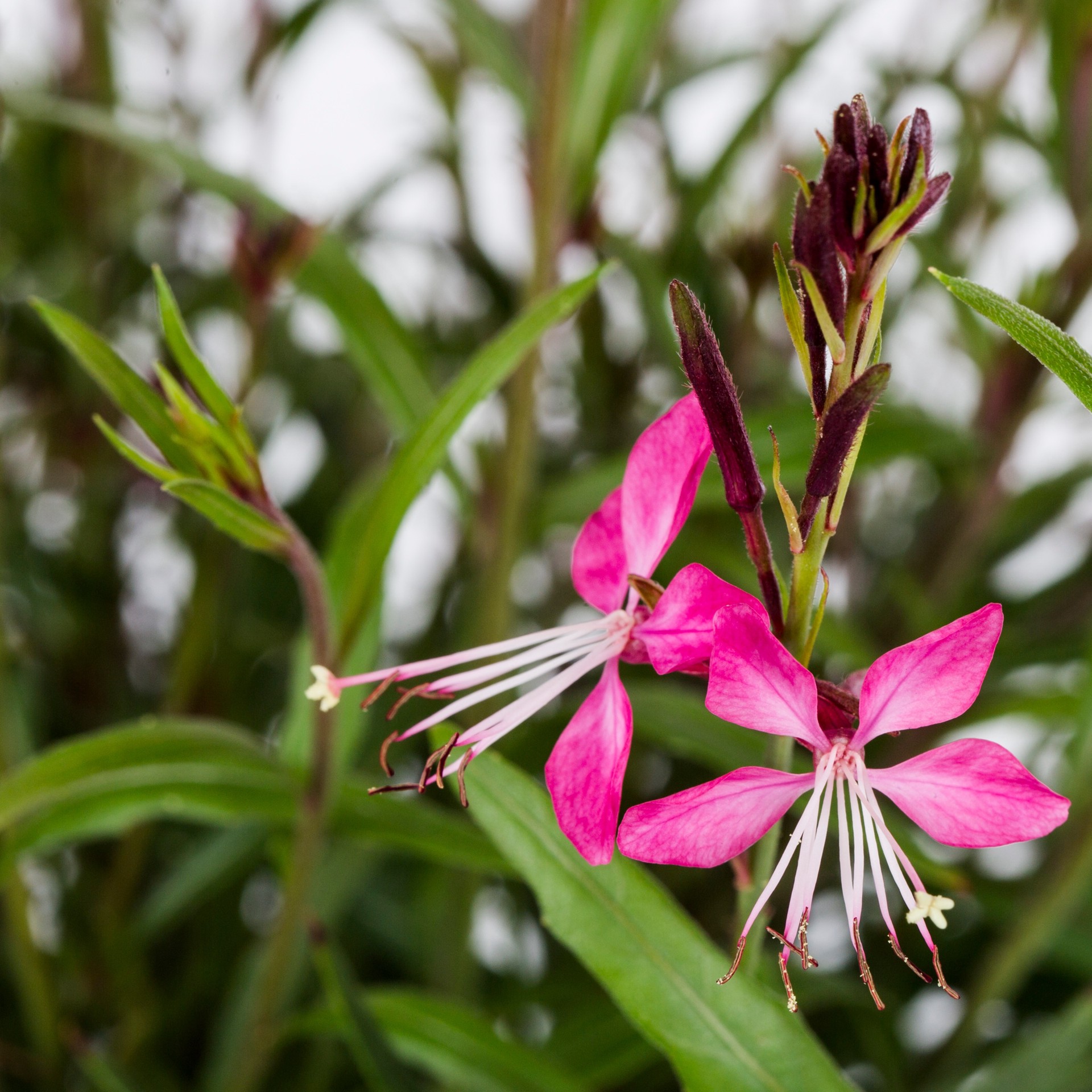 slide 2 of 5, Lowe's Pink Bee Blossom Plant in 2.5 -Quart Pot 1 -Pack, 1 ct
