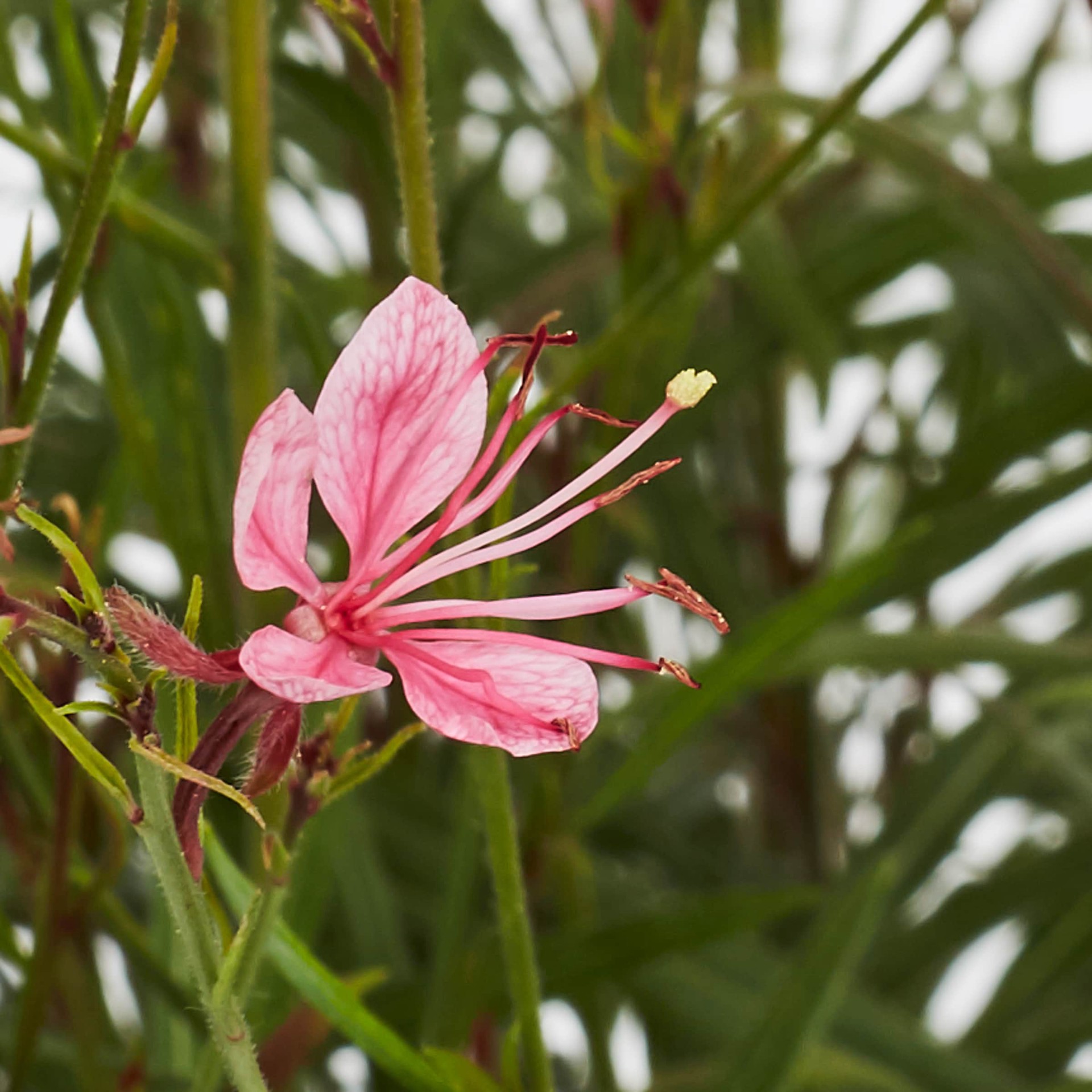 slide 3 of 5, Lowe's Pink Bee Blossom Plant in 2.5 -Quart Pot 1 -Pack, 1 ct