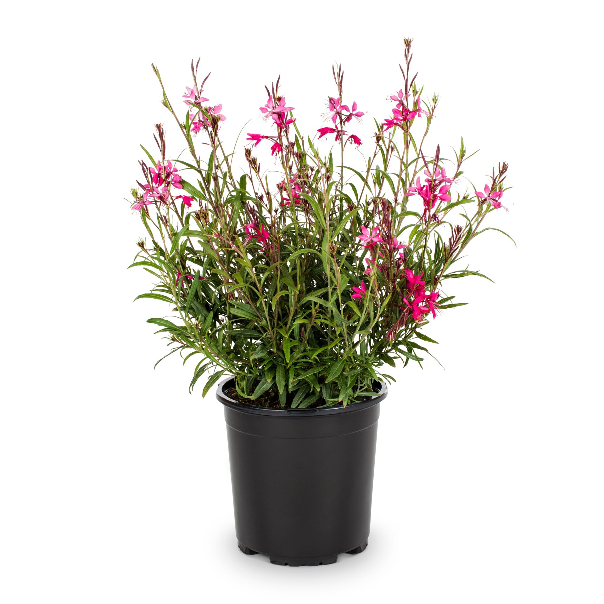 slide 1 of 5, Lowe's Pink Bee Blossom Plant in 2.5 -Quart Pot 1 -Pack, 1 ct