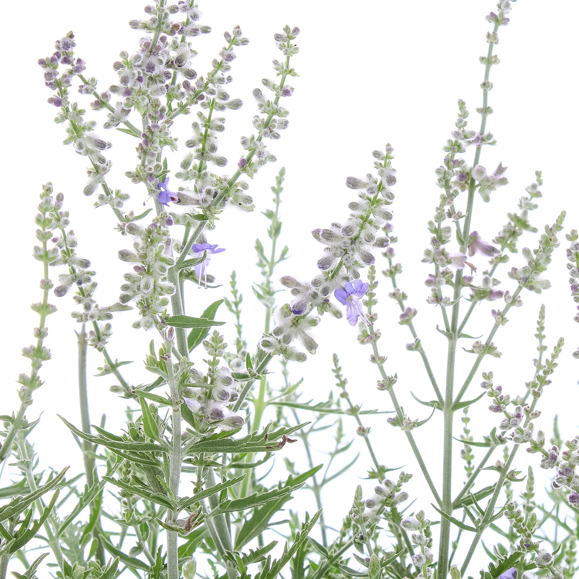 slide 2 of 4, Lowe's Purple Russian Sage Plant in 2 -Quart Pot 1 -Pack, 1 ct