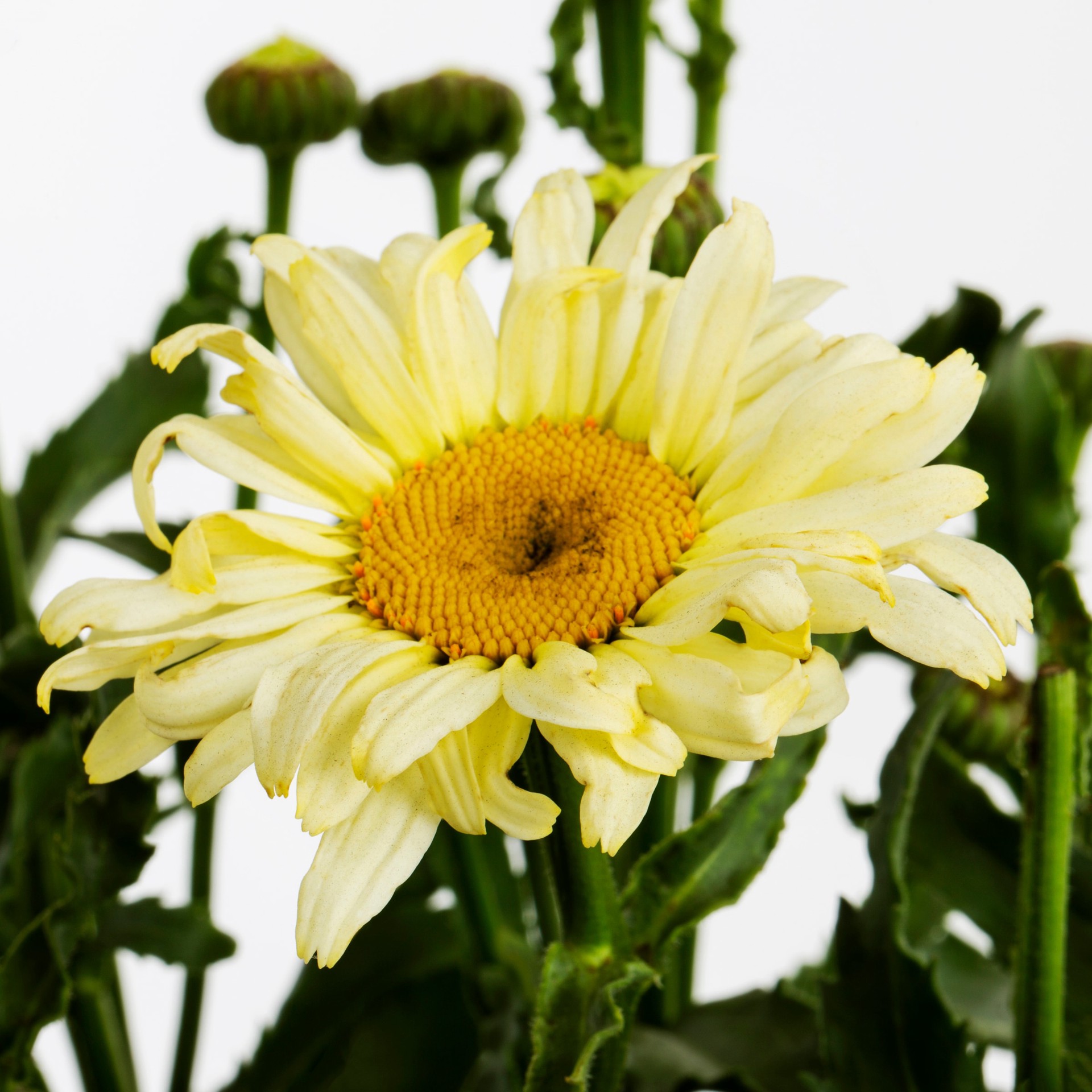 slide 2 of 2, Lowe's Multicolor Shasta Daisy Plant in 2.5-Quart Pot, 1 ct
