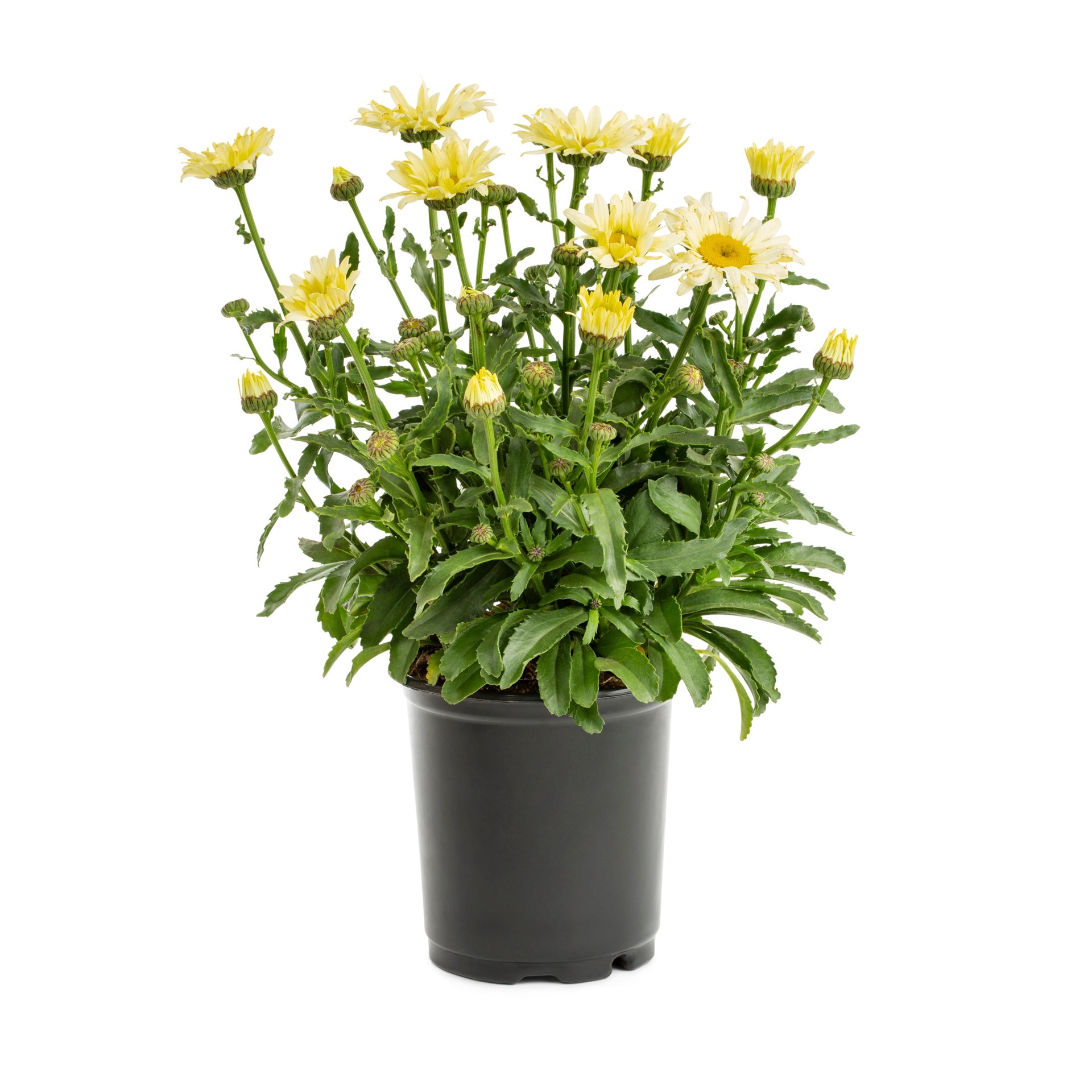 slide 1 of 2, Lowe's Multicolor Shasta Daisy Plant in 2.5-Quart Pot, 1 ct