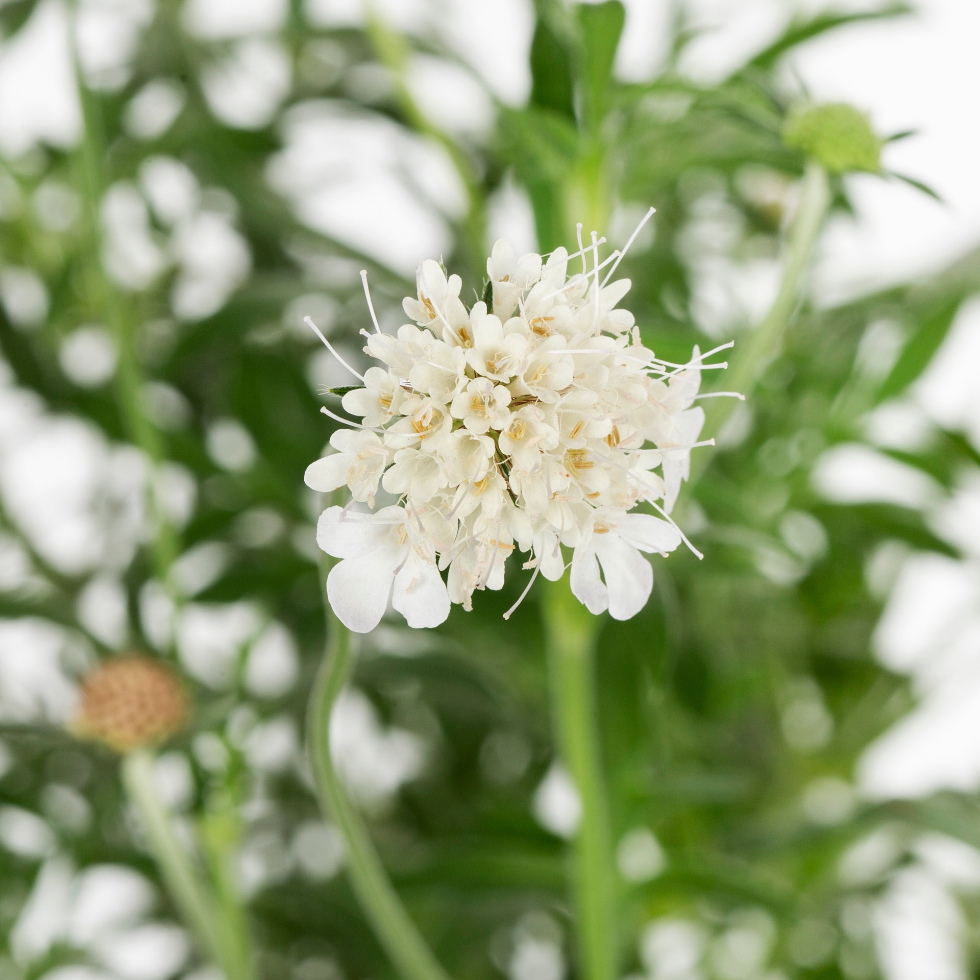 slide 3 of 3, Lowe's Multicolor Scabosa Plant in 2.5-Quart Pot, 1 ct
