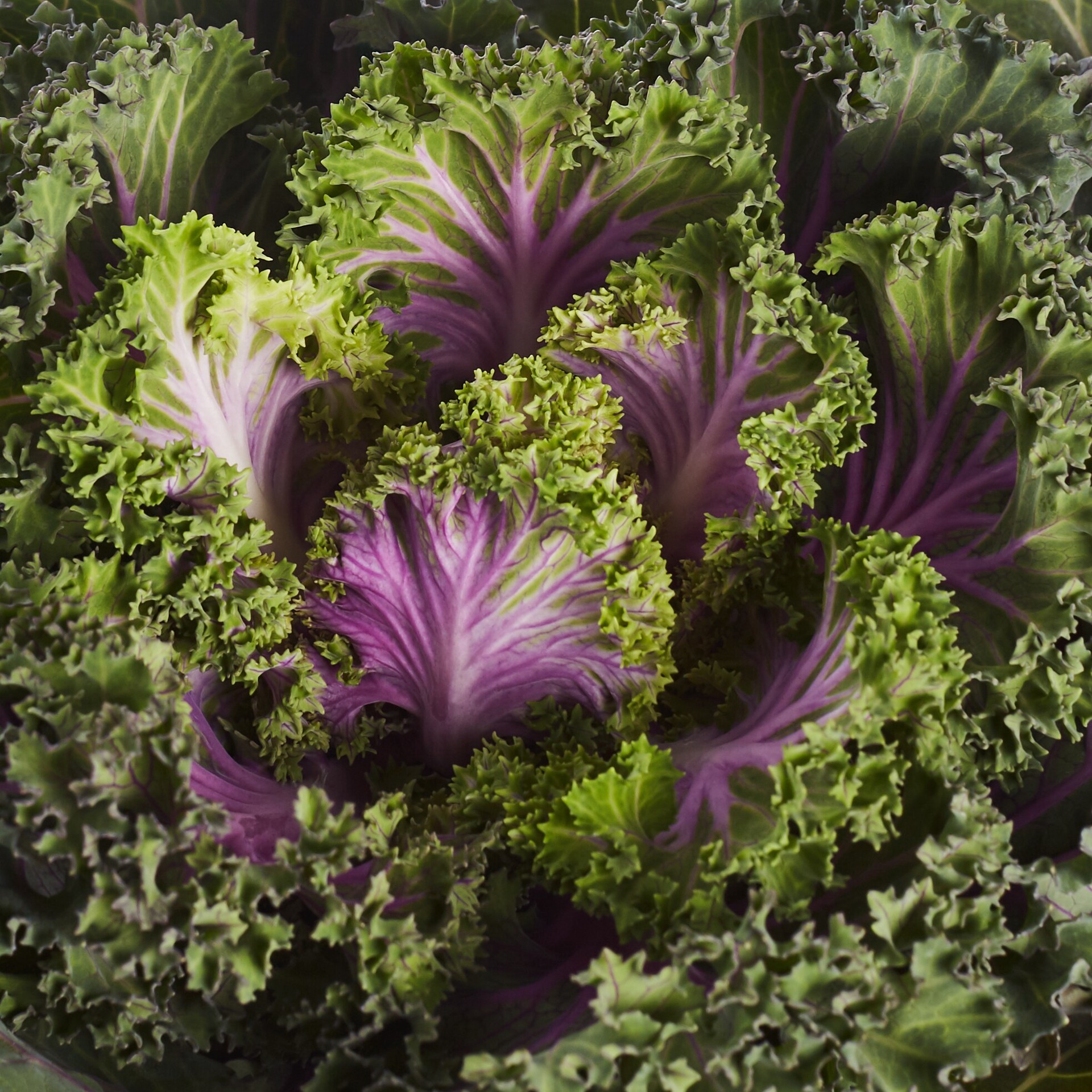 slide 2 of 4, Lowe's Multicolor Kale in 2.5 Quart(s) Pot 1 -Pack, 1 ct