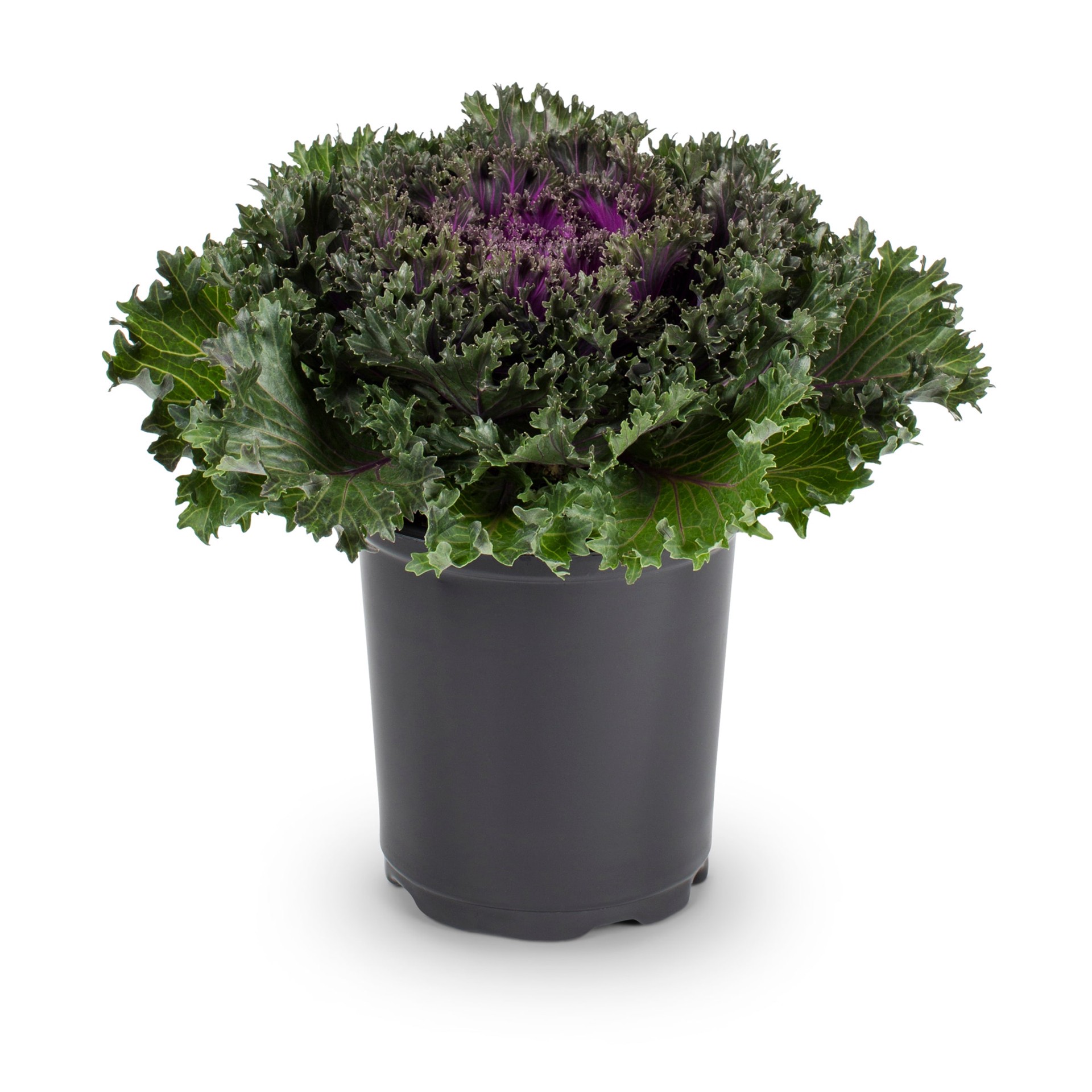 slide 3 of 4, Lowe's Multicolor Kale in 2.5 Quart(s) Pot 1 -Pack, 1 ct