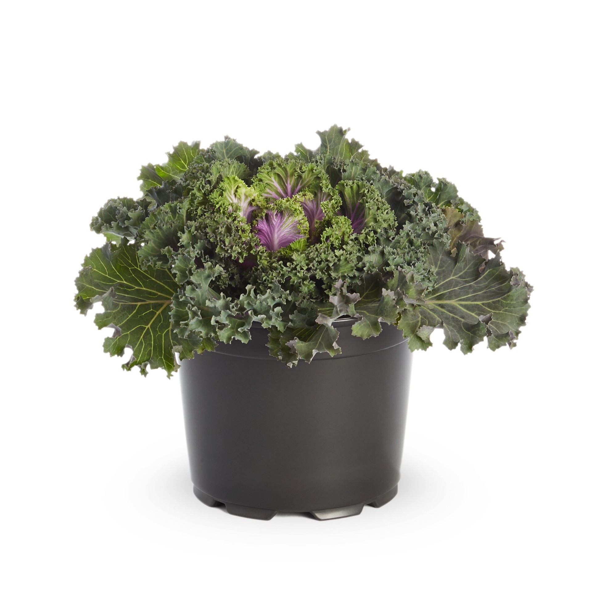 slide 4 of 4, Lowe's Multicolor Kale in 2.5 Quart(s) Pot 1 -Pack, 1 ct