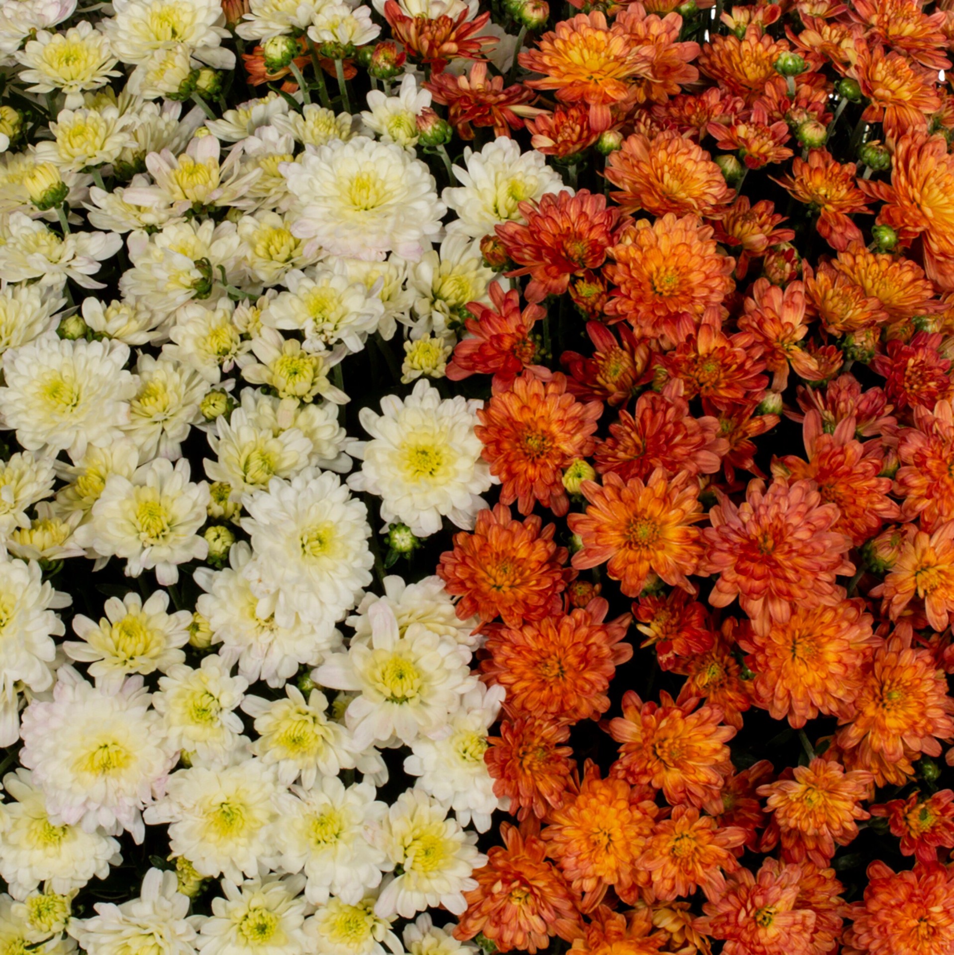 slide 2 of 4, Lowe's Multicolor Mum in 2 Gallon(s) Hanging basket 1 -Pack, 1 ct