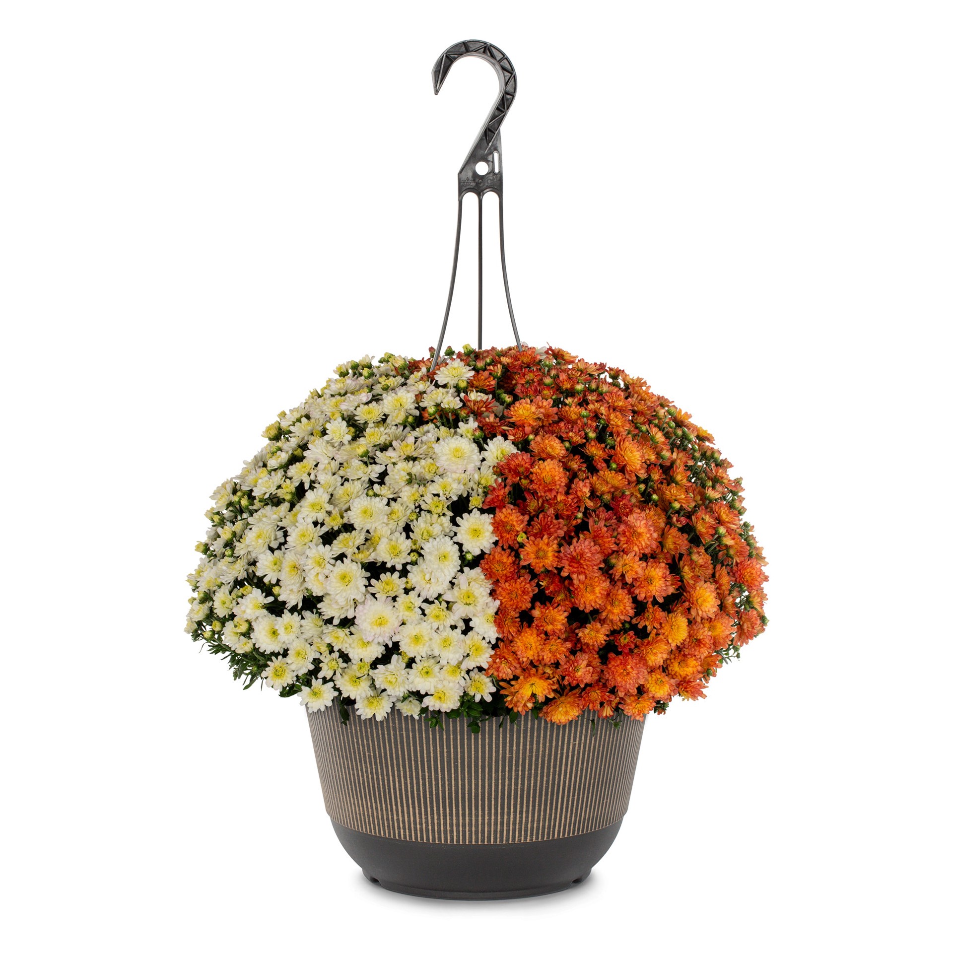 slide 1 of 4, Lowe's Multicolor Mum in 2 Gallon(s) Hanging basket 1 -Pack, 1 ct