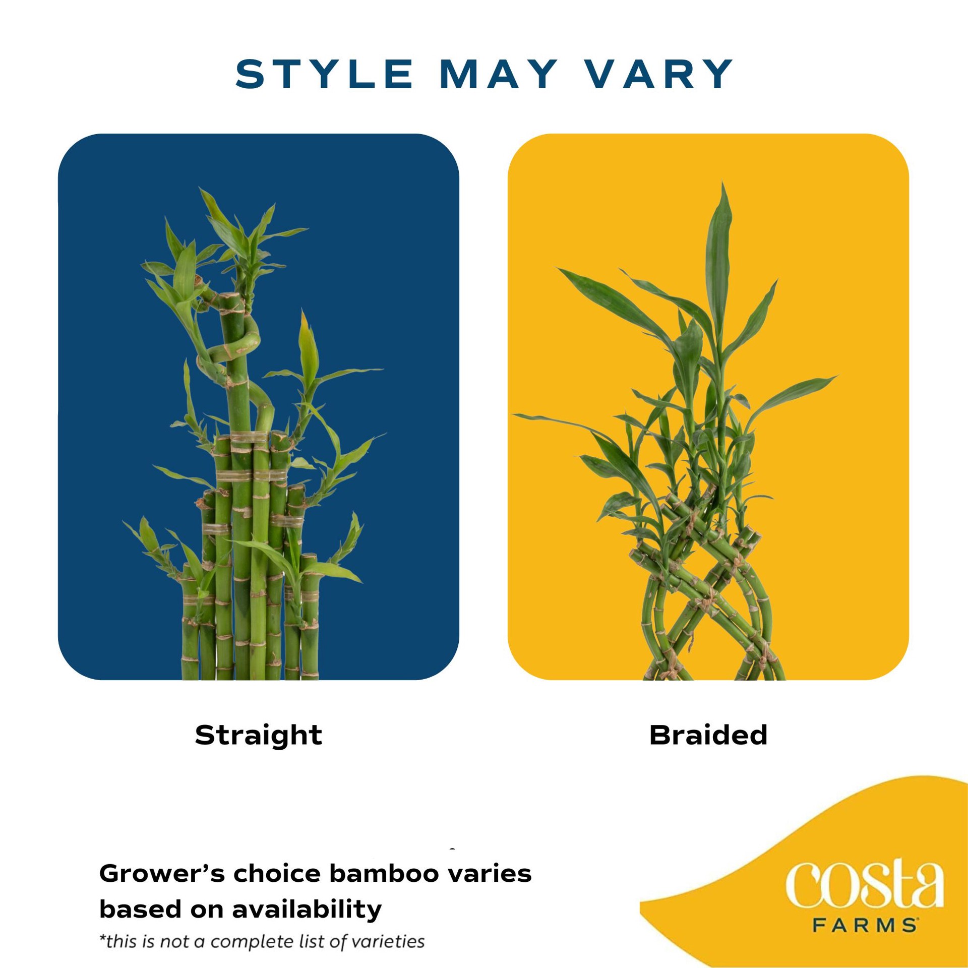 slide 5 of 6, Costa Farms Specialty Lucky Bamboo House plant in 1.5 Pint(s) Planter 1 -Pack, 1 ct