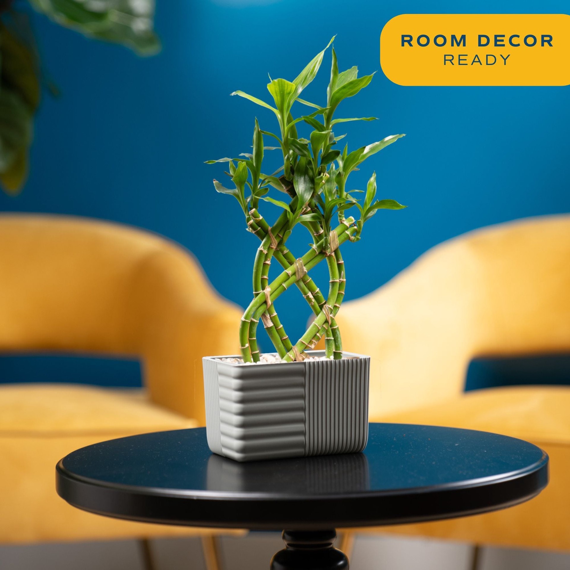 slide 6 of 6, Costa Farms Specialty Lucky Bamboo House plant in 1.5 Pint(s) Planter 1 -Pack, 1 ct