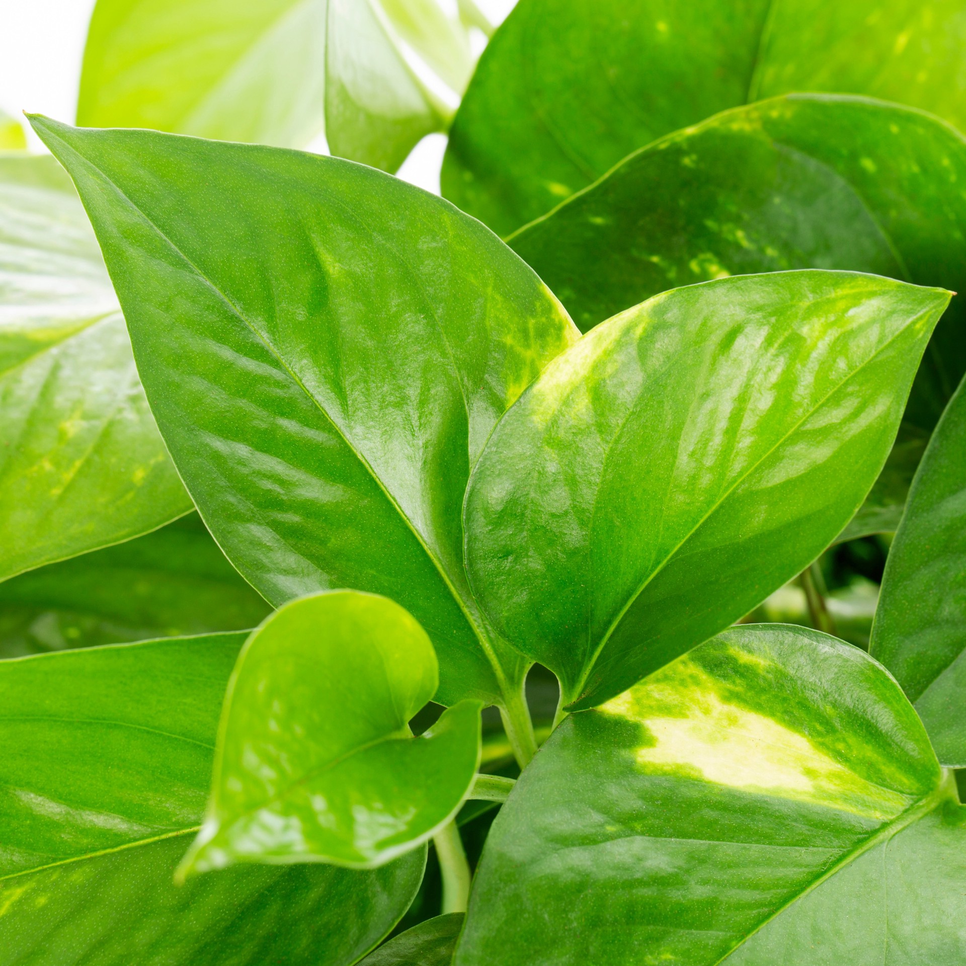 slide 2 of 4, Lowe's POTHOS in 1 Pint Pot 1 -Pack, 1 ct