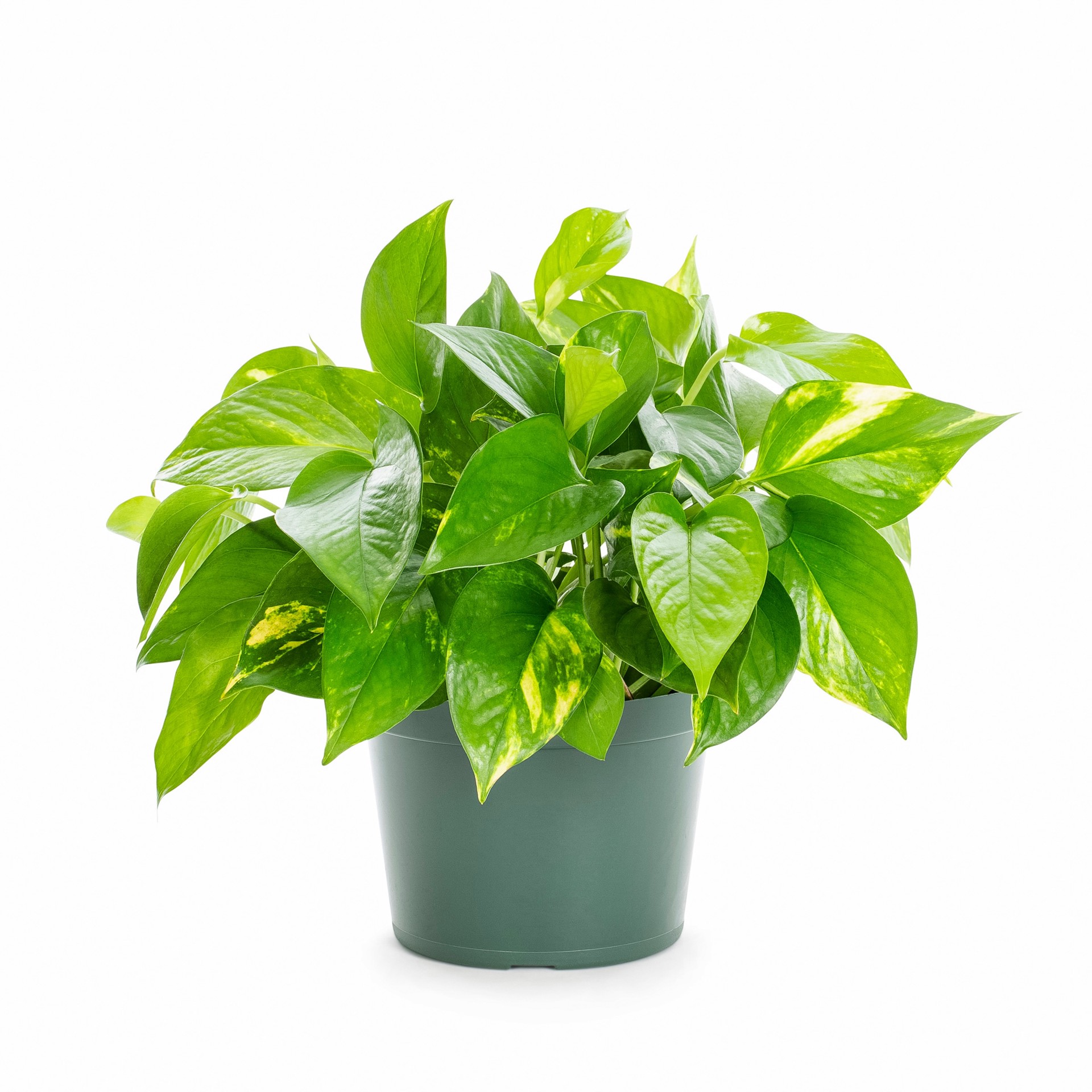 slide 1 of 4, Lowe's POTHOS in 1 Pint Pot 1 -Pack, 1 ct