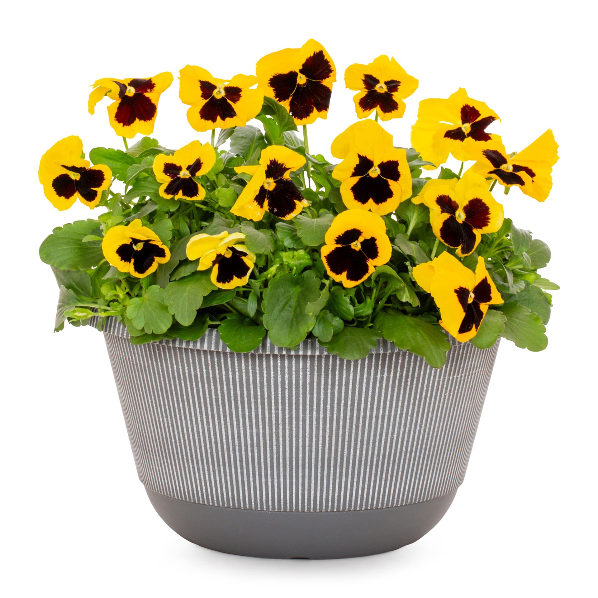 slide 1 of 1, Lowe's Multicolor Pansy in 2-Gallon (s) Planter, 1 ct