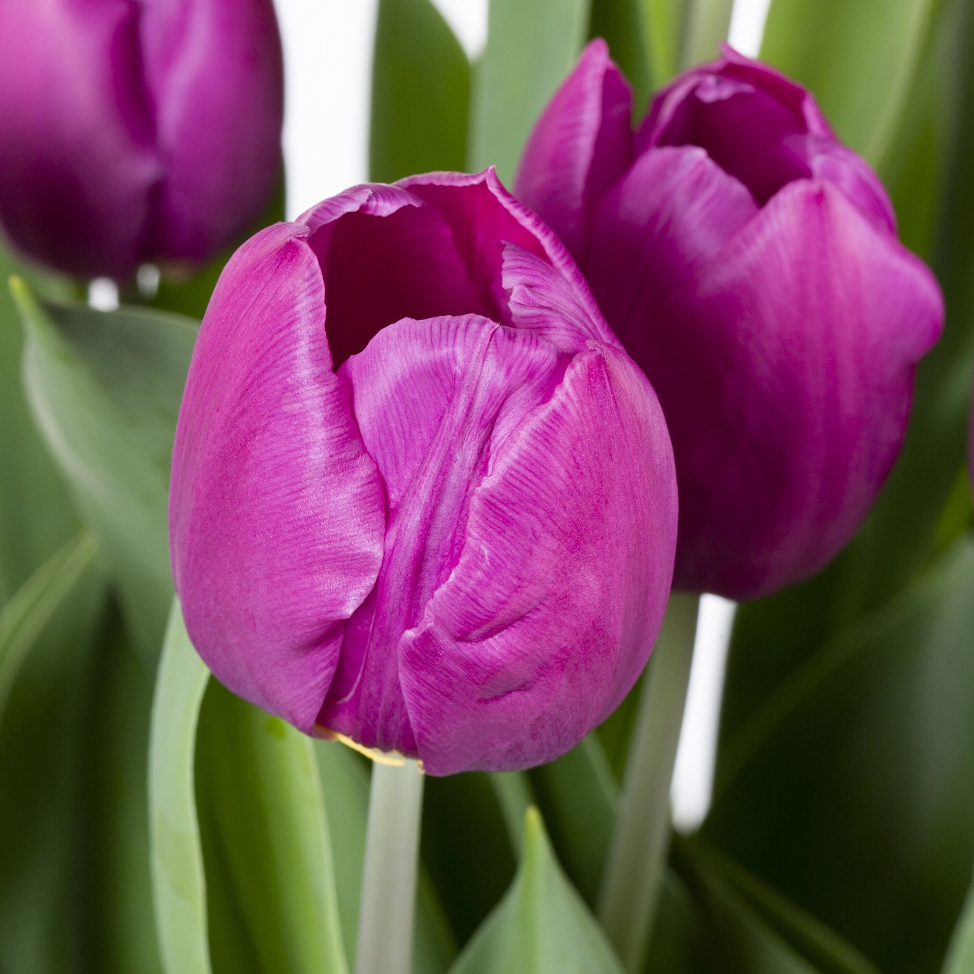 slide 2 of 2, Lowe's Multicolor Tulip in 1.5-Gallons Planter, 1 ct