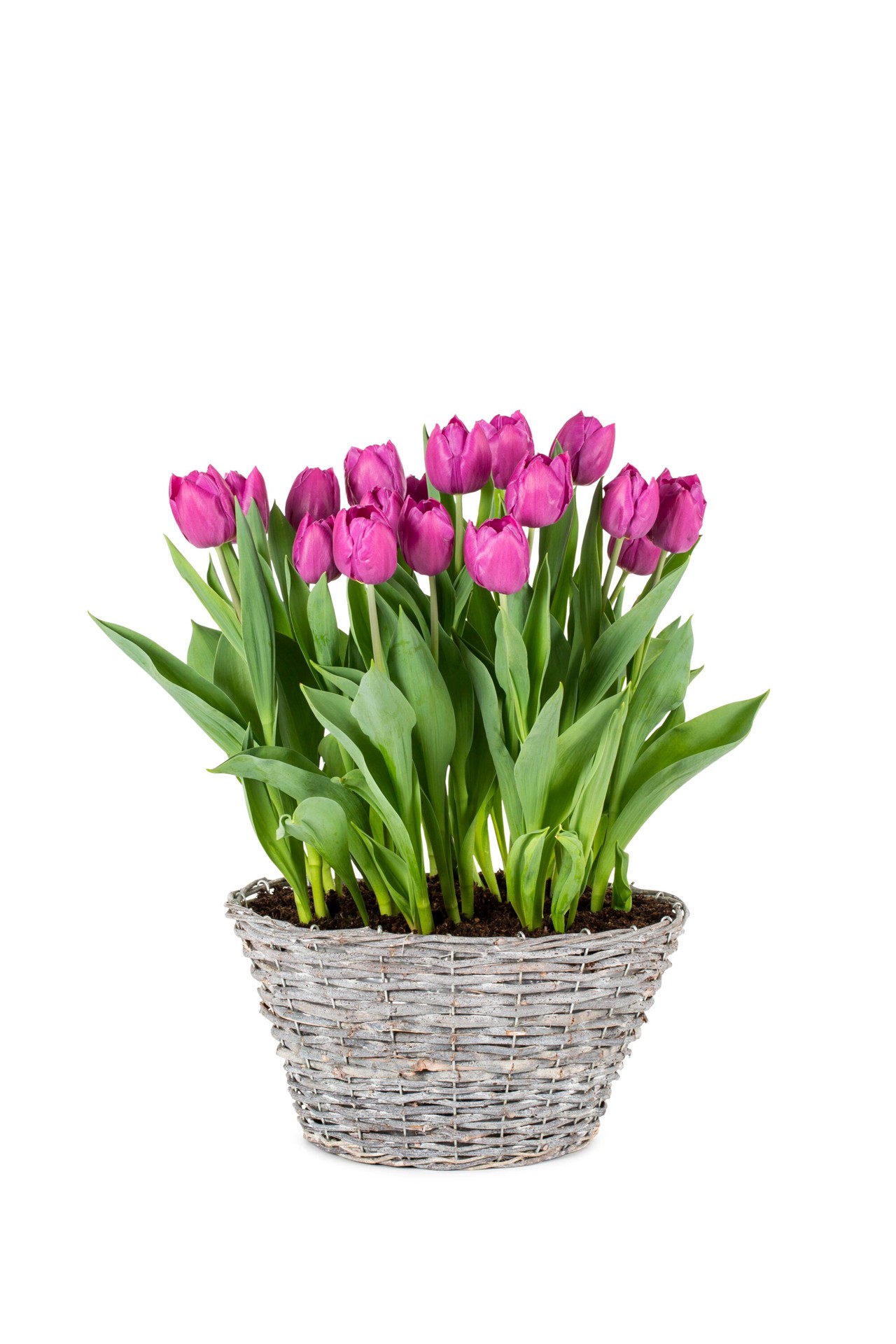 slide 1 of 2, Lowe's Multicolor Tulip in 1.5-Gallons Planter, 1 ct